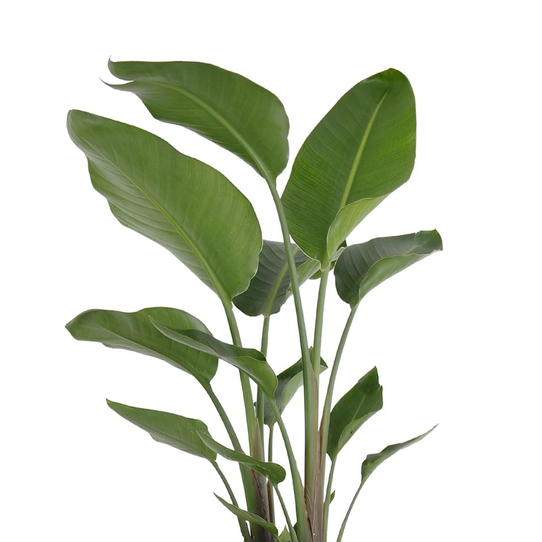 United Nursery Live White Bird of Paradise Houseplant 24-28in Tall in 10 inch Gray Bayside Decor Pot