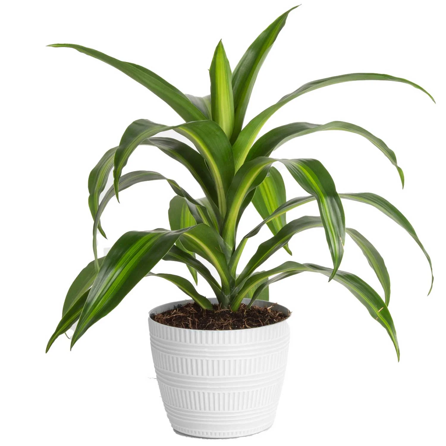 14in. Tall Madagascar Dragon Tree plant 6in. Décor Pot