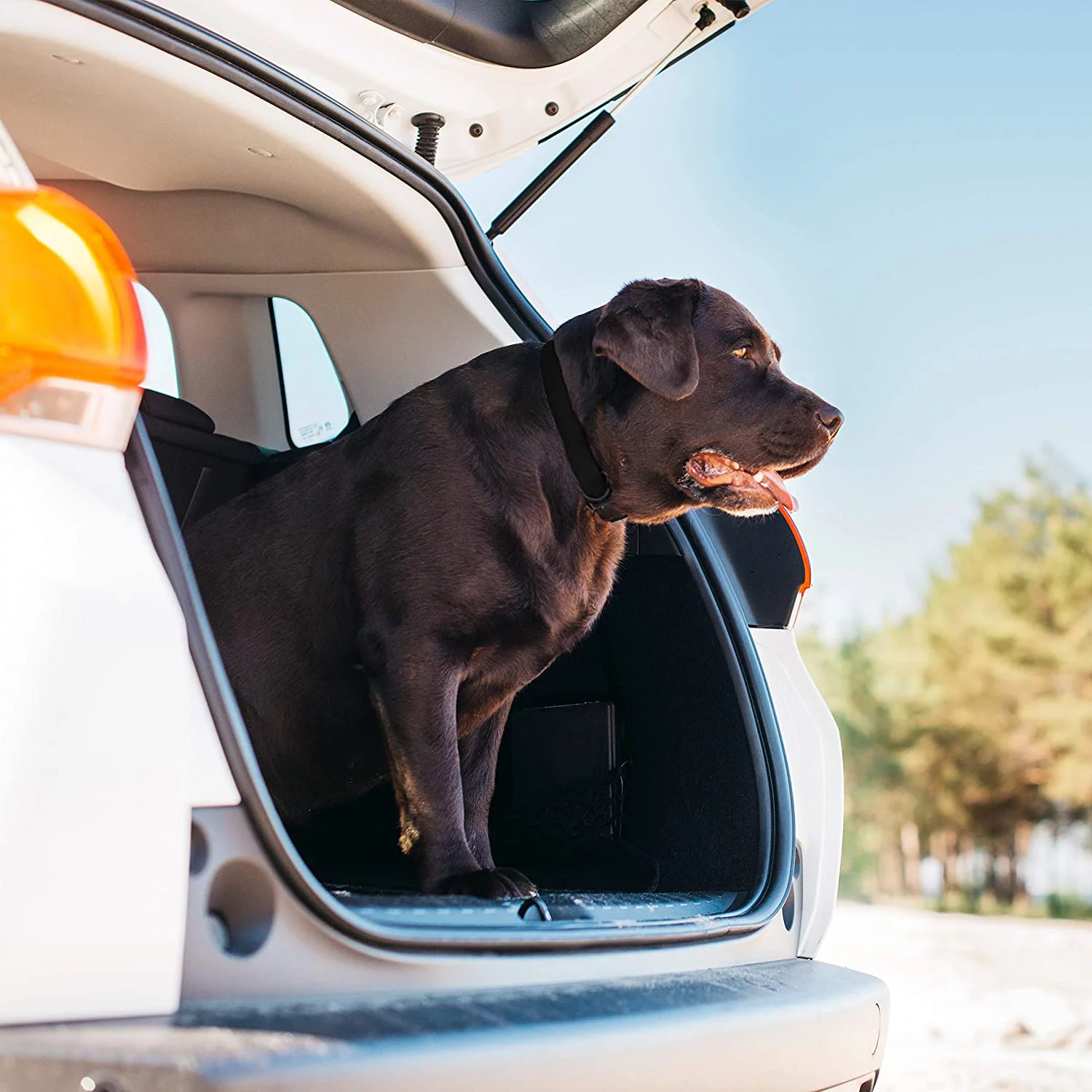 Regal Dog Products Custom Fit Dog Collar with High Strength Buckle & Heavy Duty D Ring