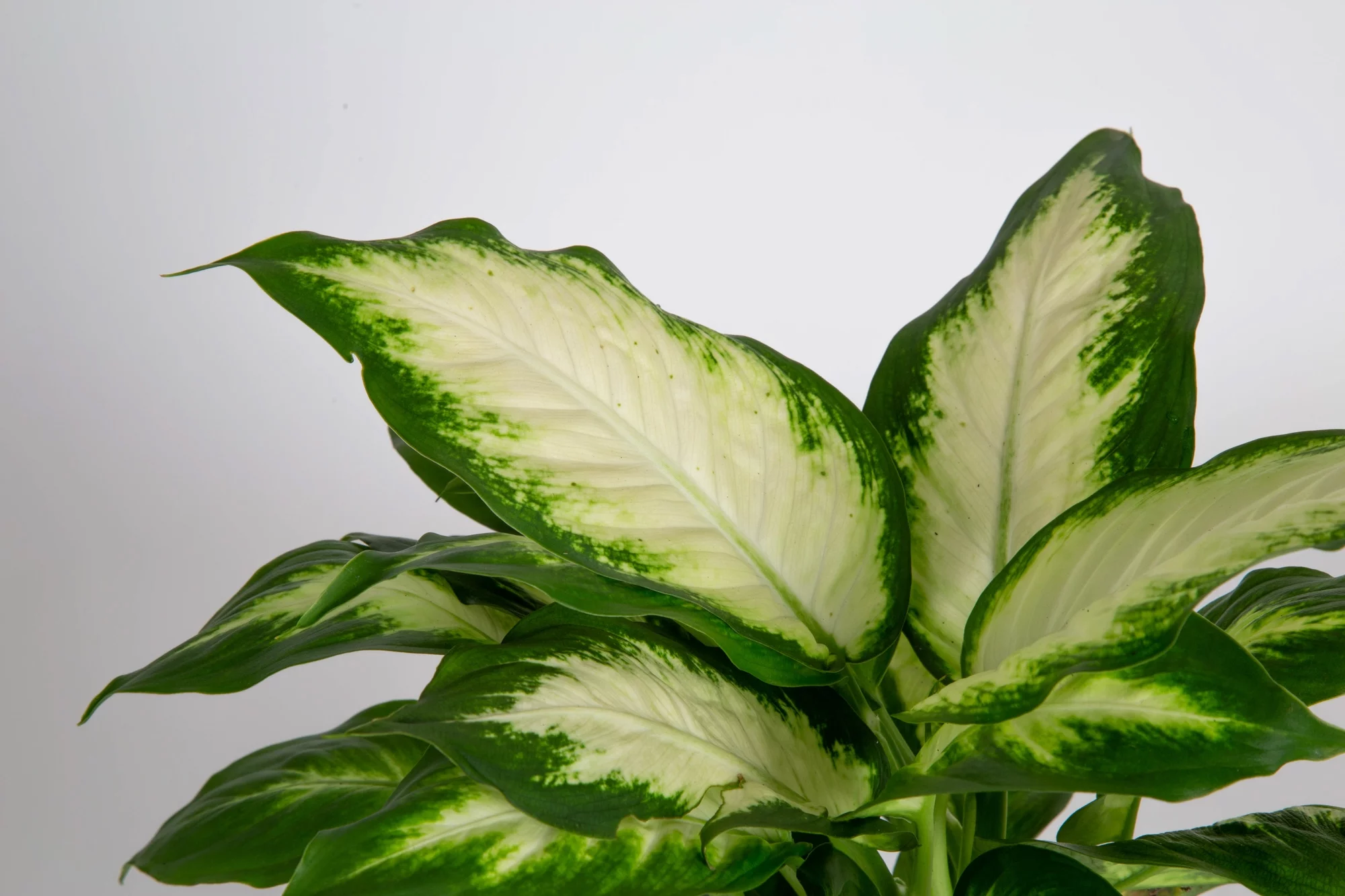 Expert Gardener Live Indoor 18in. Tall Green Dumb Cane Plant, Indirect Sunlight, in 7in. Grower's Pot