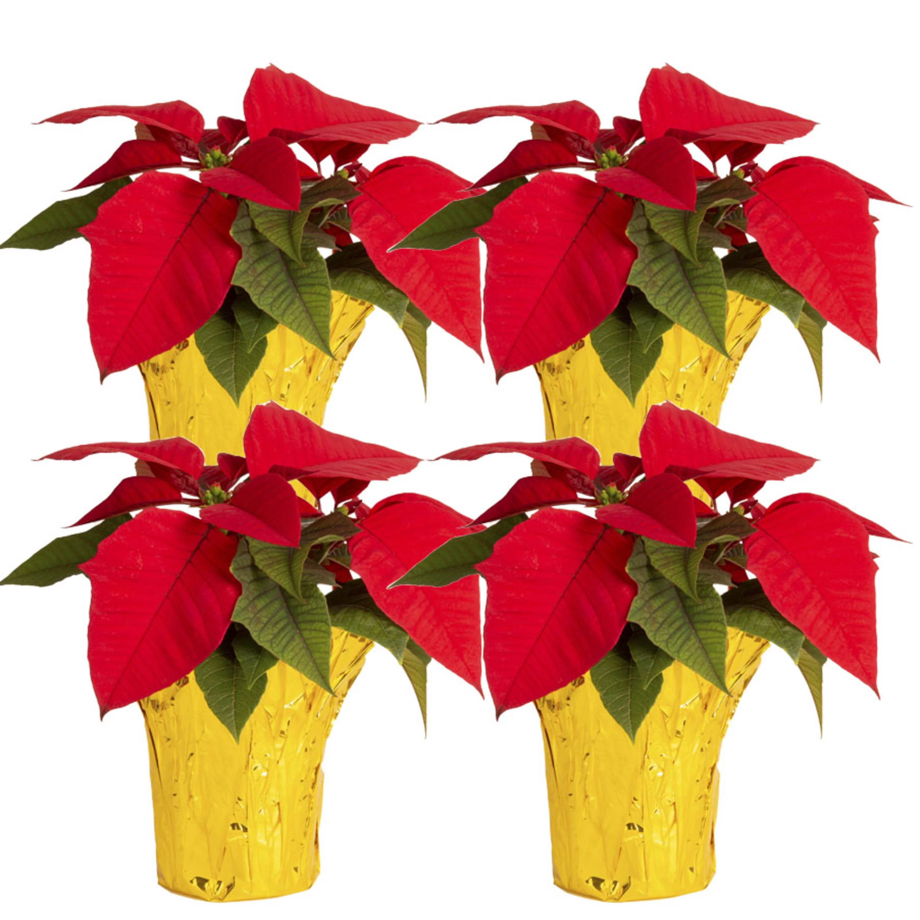 Costa Farms Live Indoor 8in. Tall Red Poinsettia; Bright, Indirect Sunlight Plant in 3.5in. Gold Pot Cover, 4-Pack