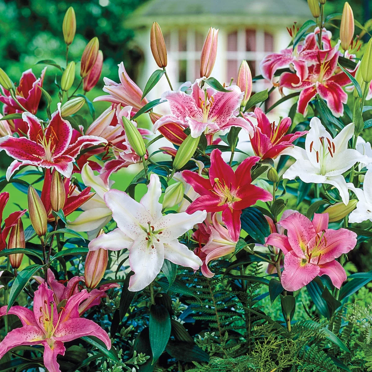 Breck's Multi-Colored Flowering Oriental Lily Dormant Flower Bulb Mixture, Set of 10 bulbs