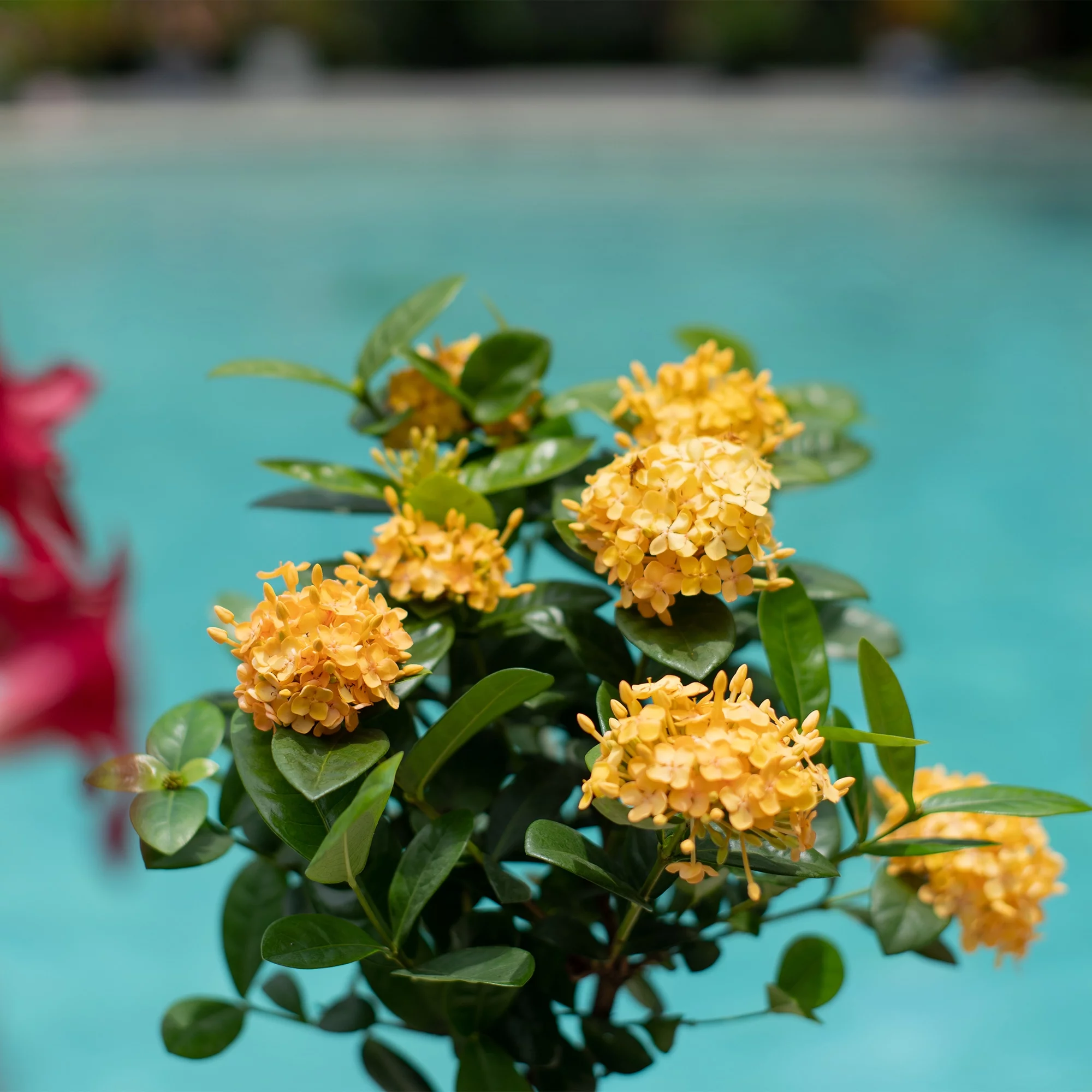 Solscape by Costa Farms Live Outdoor Multicolor Ixora Plant in 2g. Grower Pot