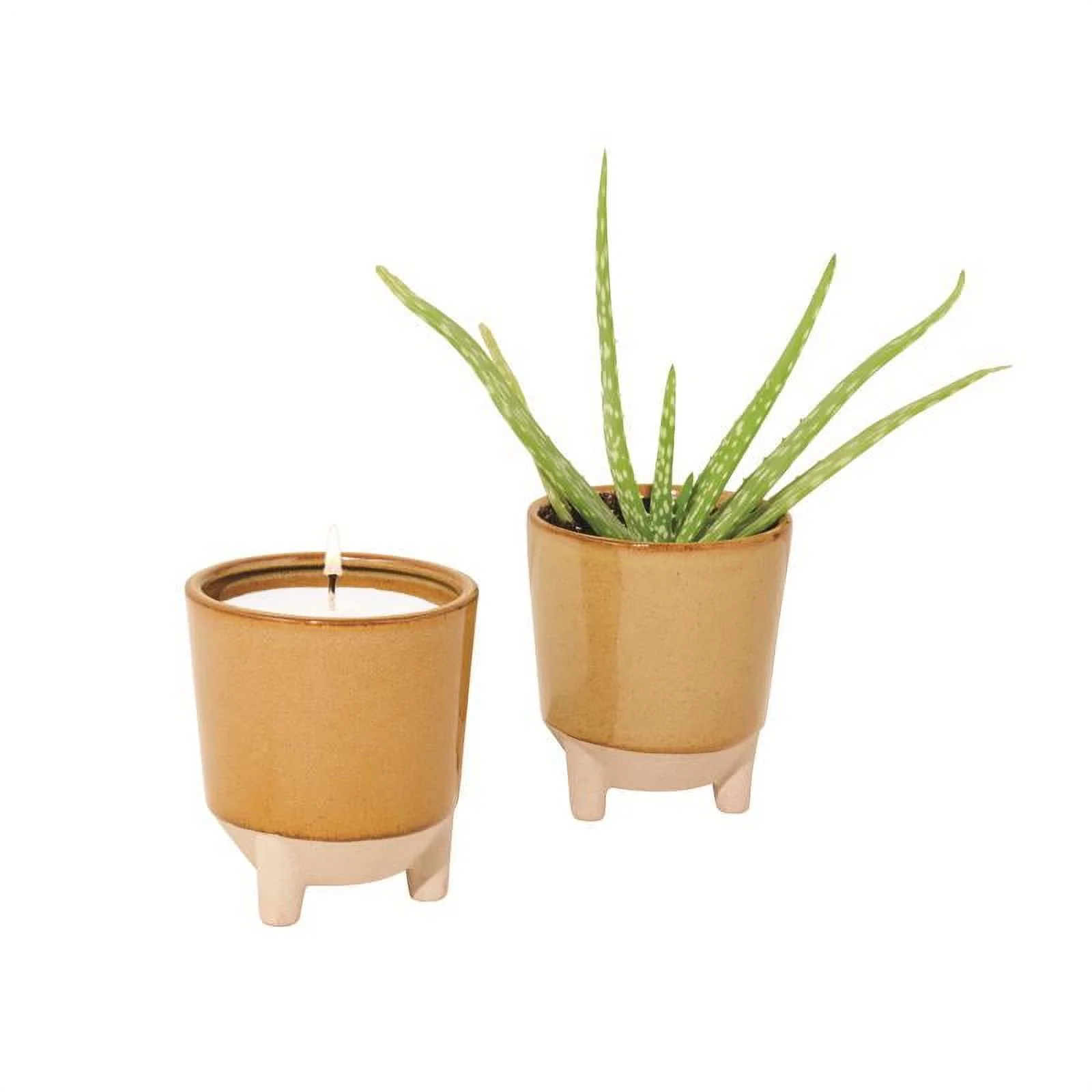 7006067 GROW KIT ALL SEASON Modern Sprout Succulent Grow Kit (Pack of 1)