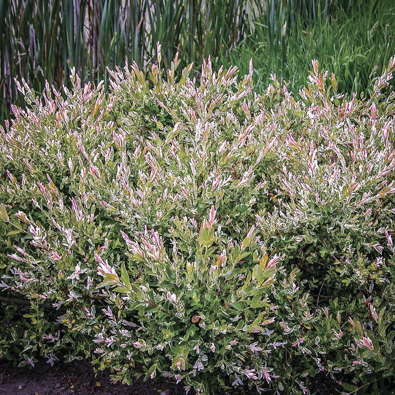 Van Zyverden Salix Hakuro Nishiki 4