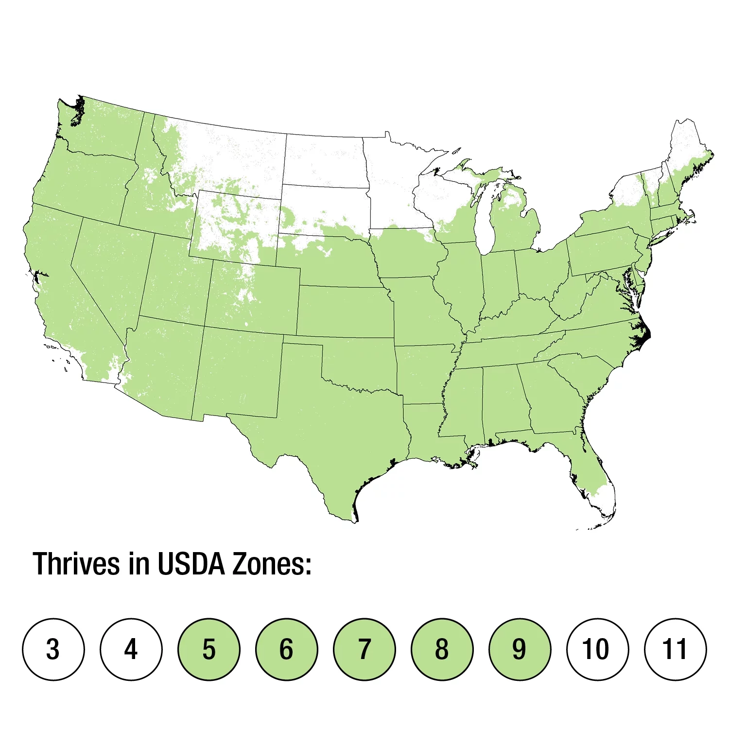 Summer Crush Endless Summer Hydrangea (1 Gallon) Flowering Deciduous Shrub with Big Raspberry-Red or Neon-Purple Blooms - Part Shade Live Outdoor Plant