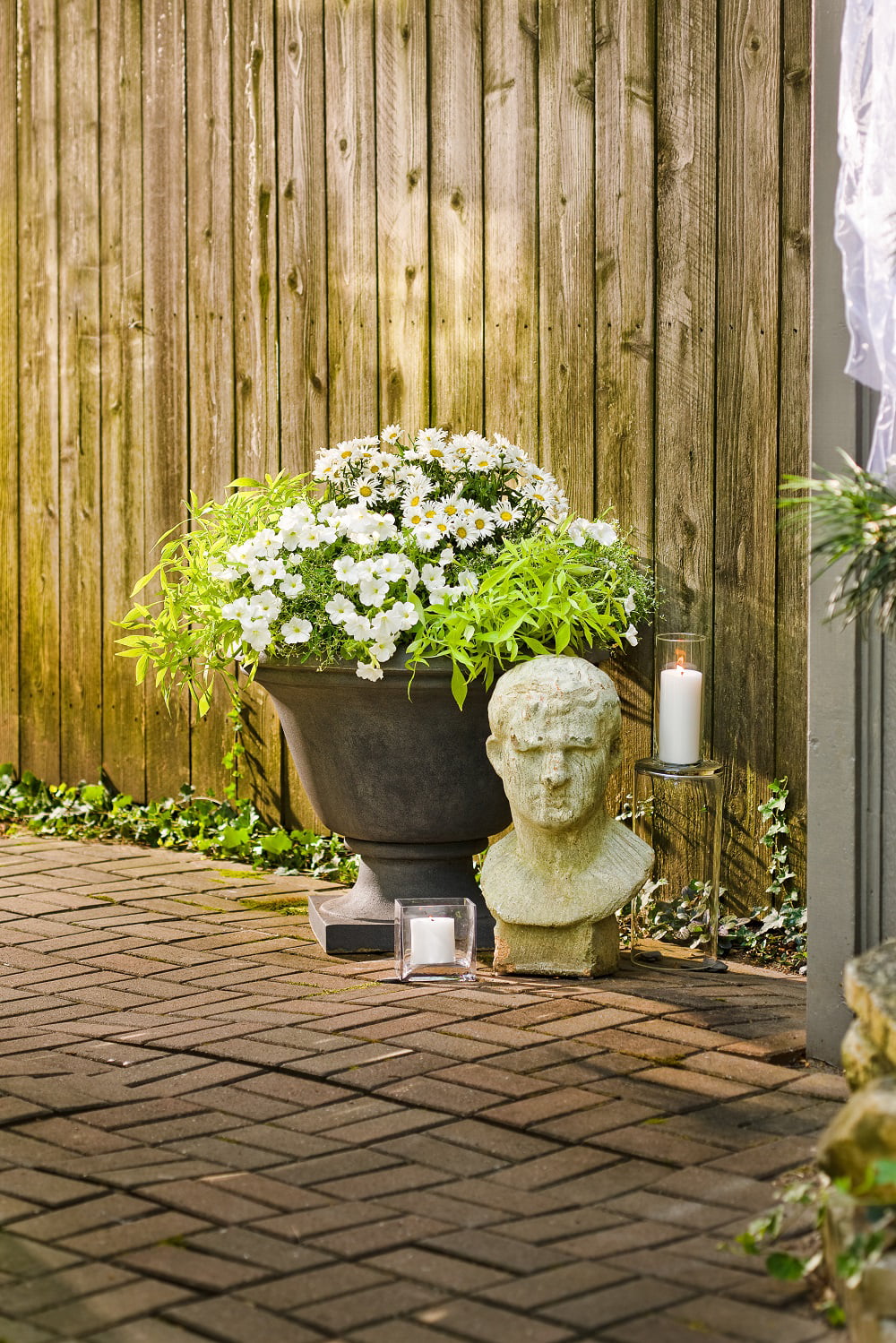 4.5 in. Qt. Amazing Daisies Daisy May Shasta Daisy (Leucanthemum) Live Plant, White Flowers