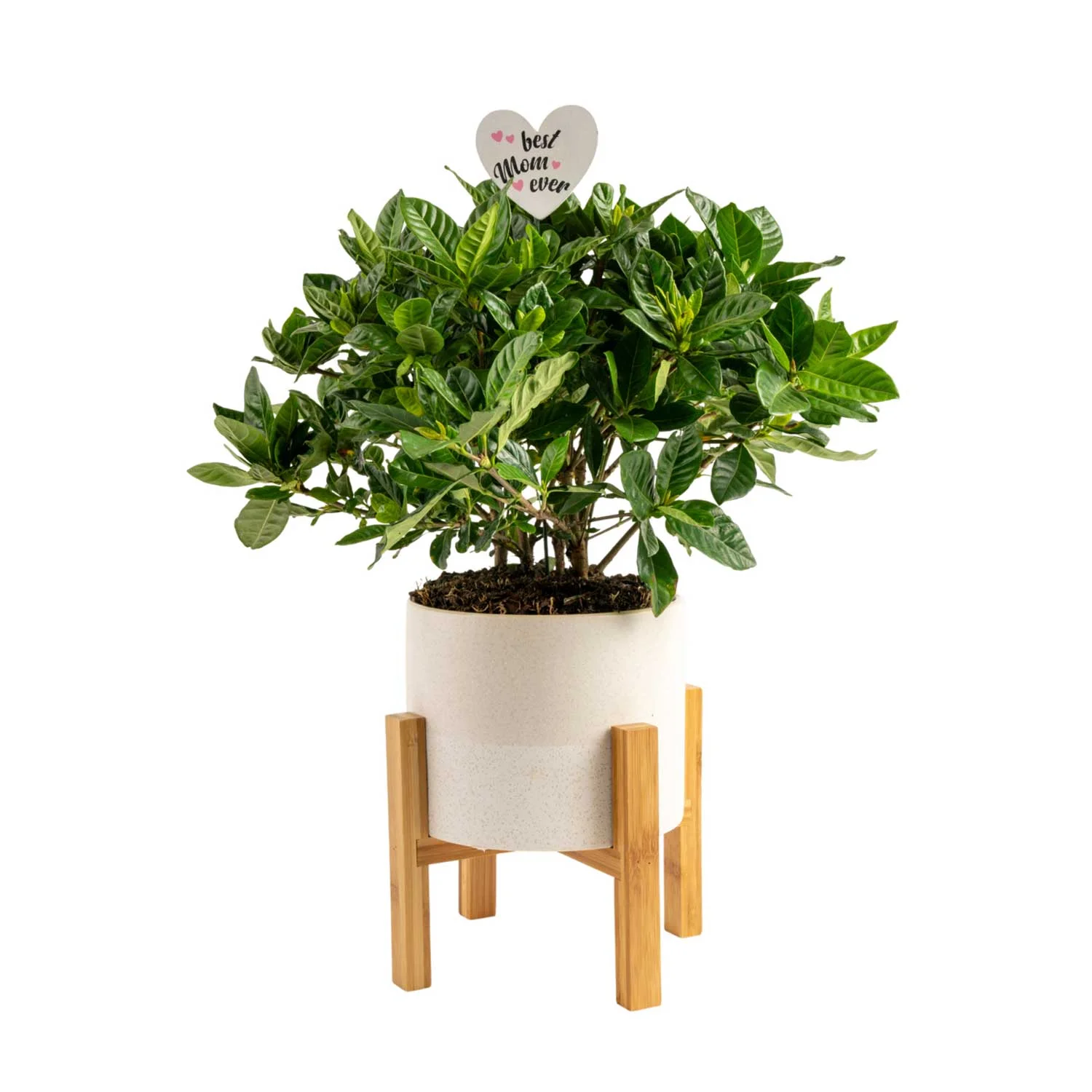 Costa Farms Live Indoor 12in. Tall White Gardenia Plant in 6in. Ceramic Planter