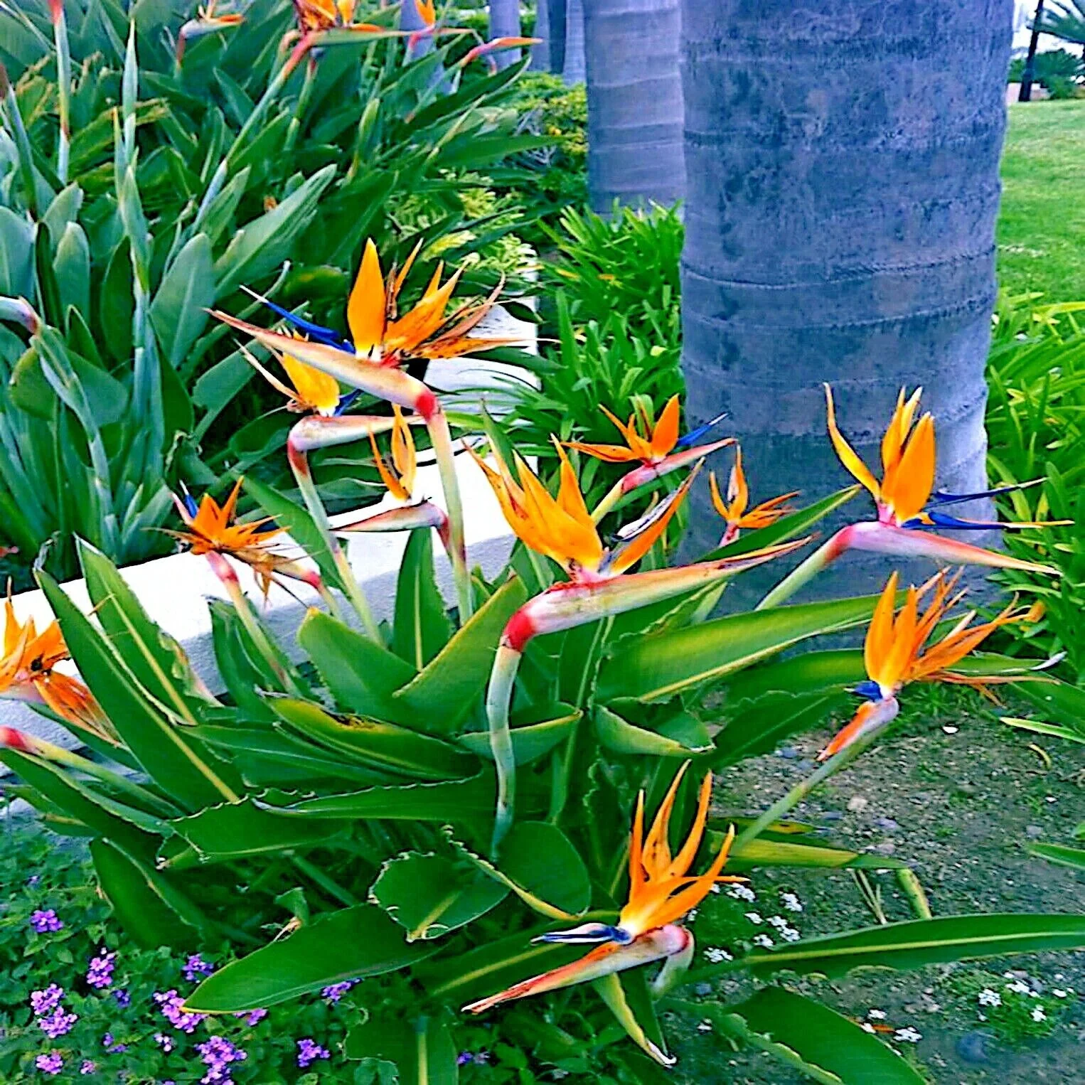 ORANGE BIRD of PARADISE SEEDS (Strelitzia reginae) Tropical Crane Flower Plant, 5 Seeds