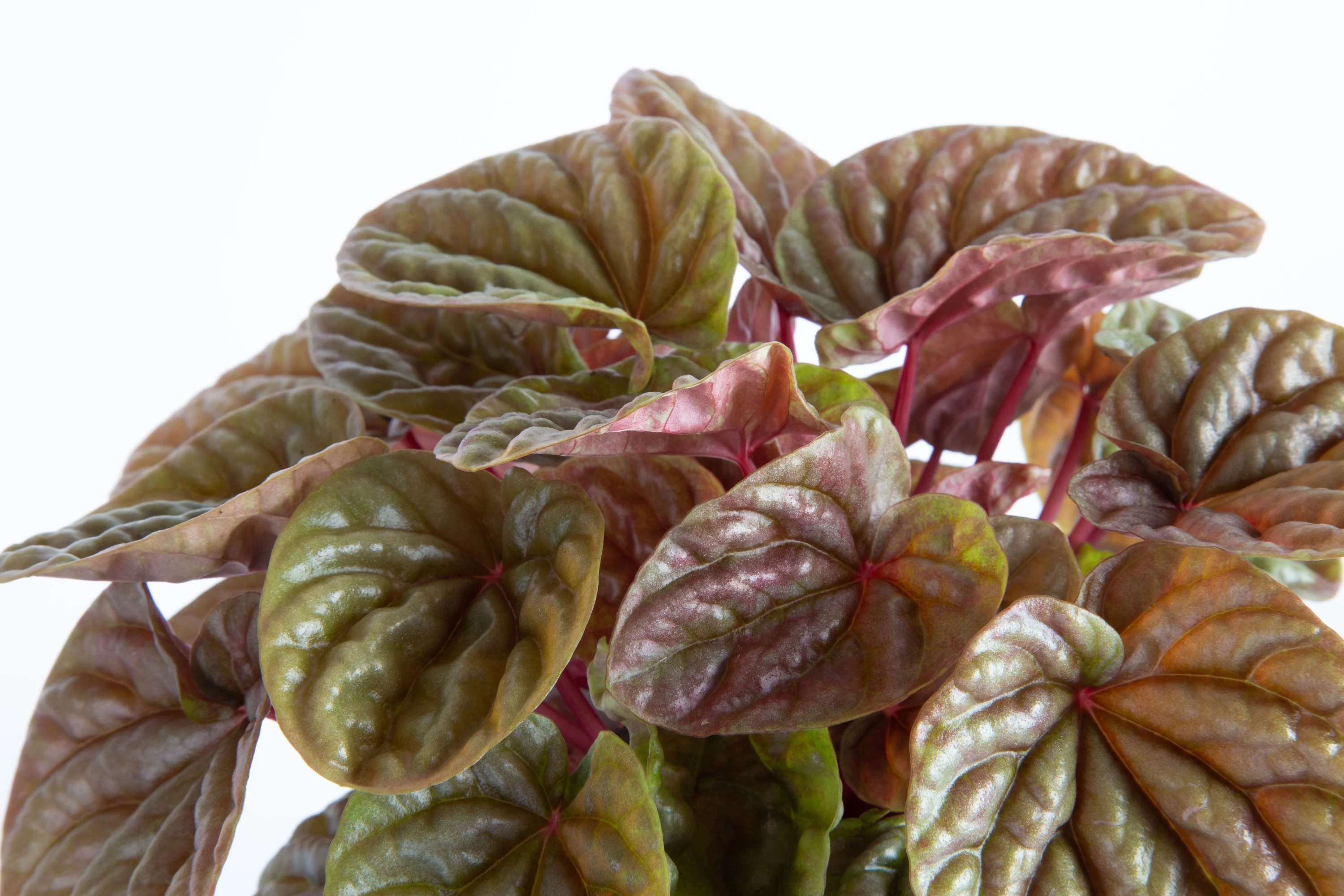 Costa Farms Live Indoor 12in. Tall Red Peperomia; Indirect Light Plant in 6in. Mid-Century Modern Planter