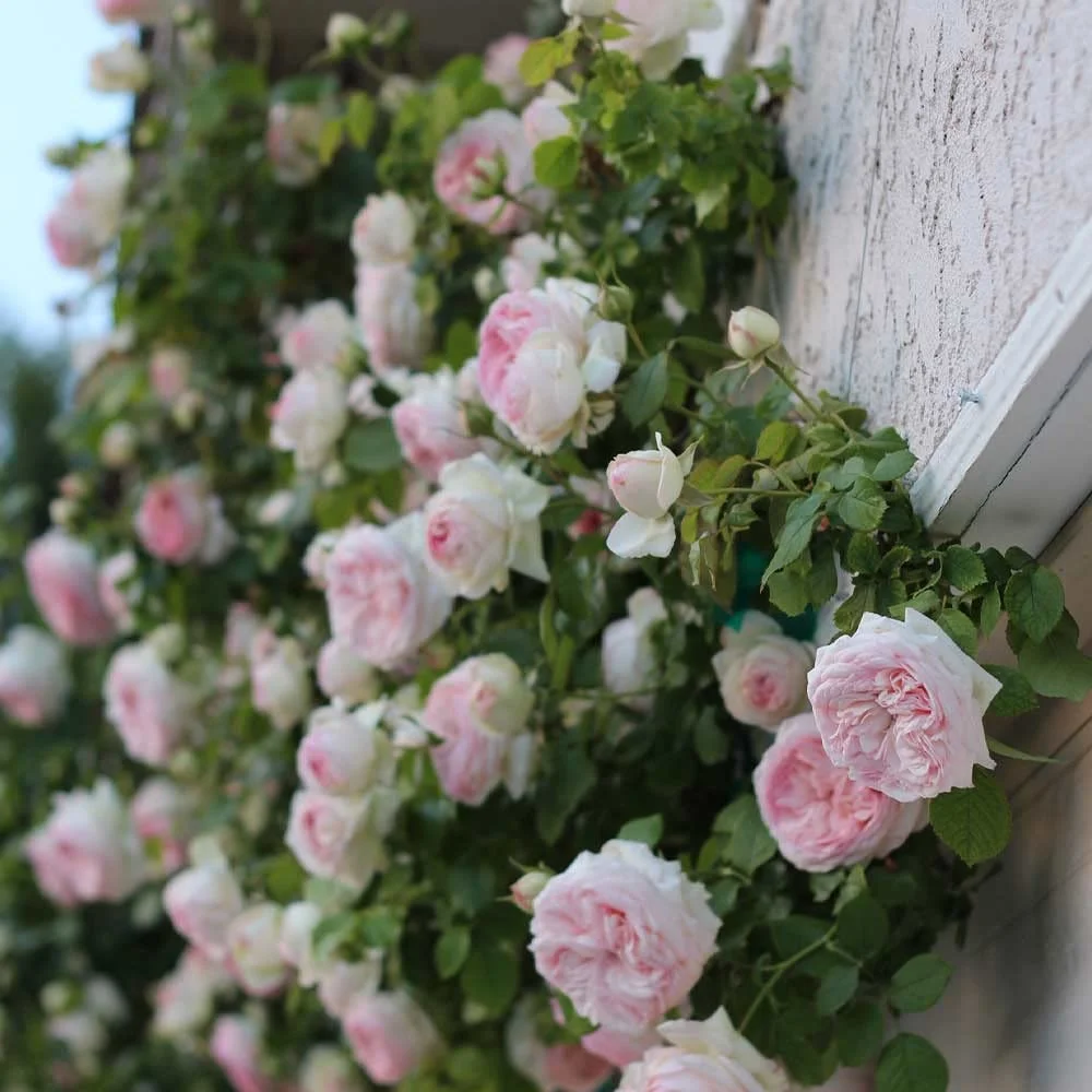 Eden Climber® Rose Plant - Climbing Pink Rose Bush, Own Root Rose Plants for Planting Outdoors