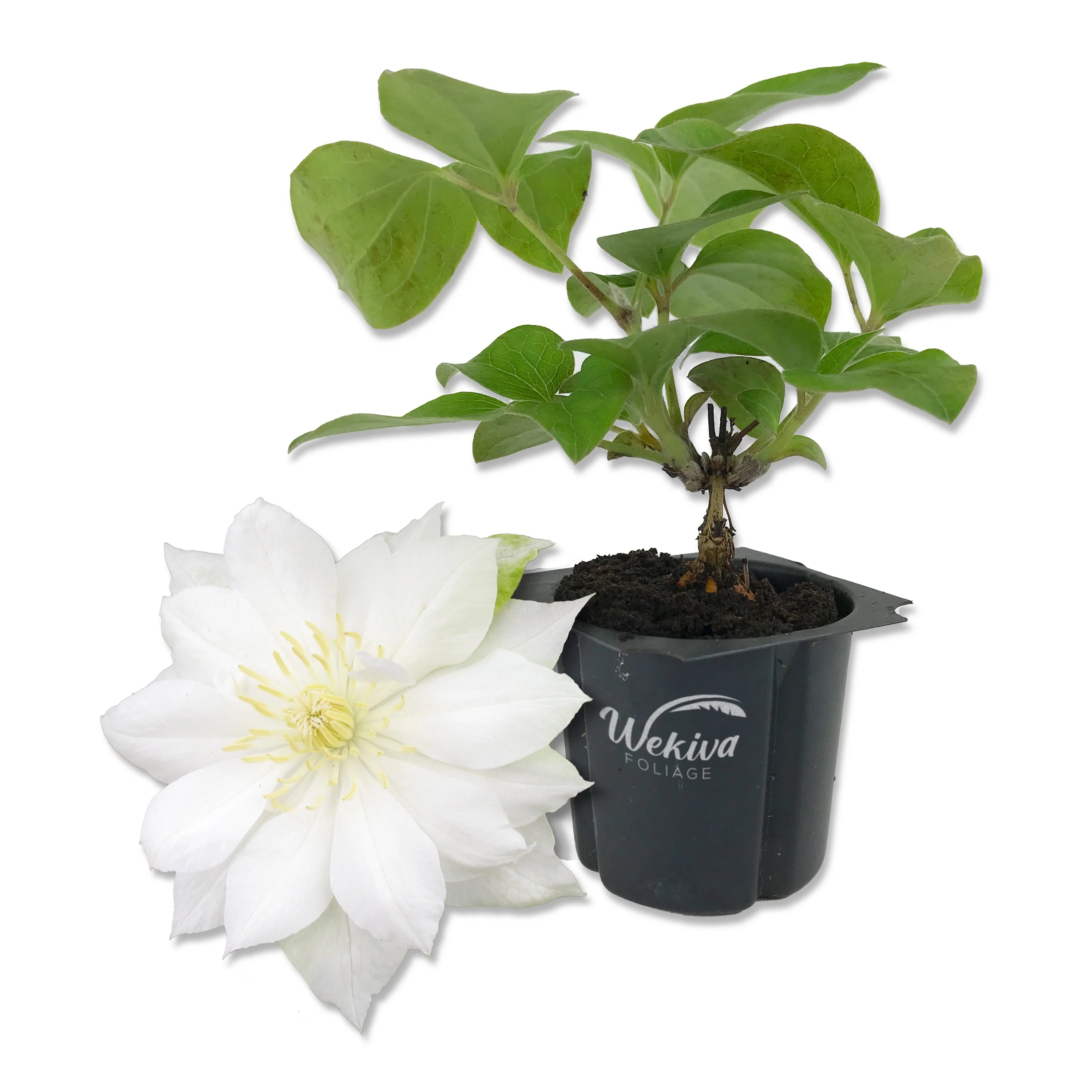 Clematis Duchess of Edinburgh - Live Starter Plant in a 2 Inch Growers Pot - Starter Plants Ready for The Garden - Beautiful White Bloom Flowering Vine