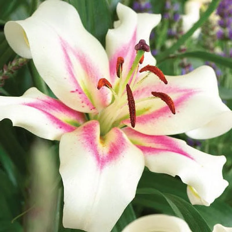 Oriental Lily Bonbini Dormant Flowering Bulbs (5-Pack)