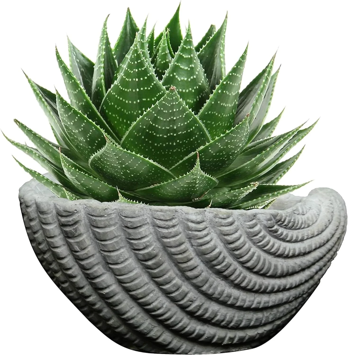 Indoor Outdoor Cement Succulent Sea Shell Planter, Gray, 5