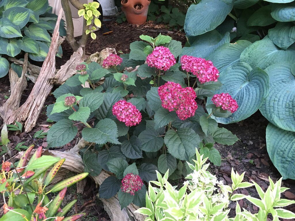 Invincibelle® Ruby Hydrangea - 4