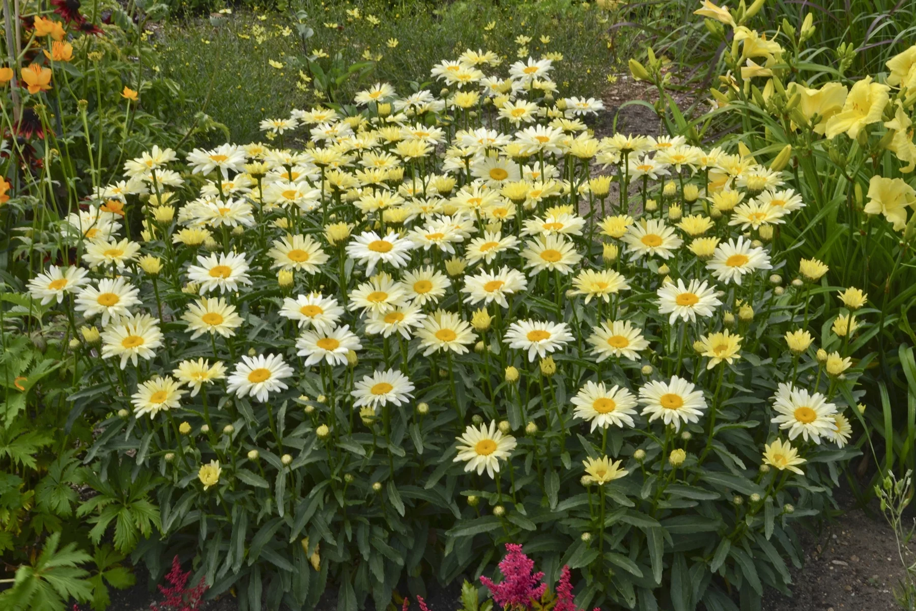 4.5 in. Qt Amazing Daisies Banana Cream Shasta Daisy (Leucanthemum) Live Plant, Yellow Flowers