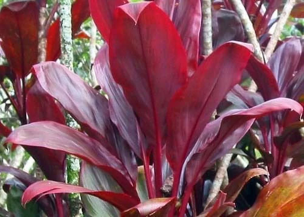 Hawaiian Live Red & Green Good Luck Ti Leaf Plant Cuttings 1 Pk 2 Logs