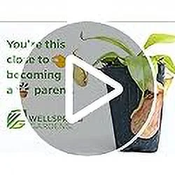 Orange Bird of Paradise - Strelitzia Reginae - Live Plant