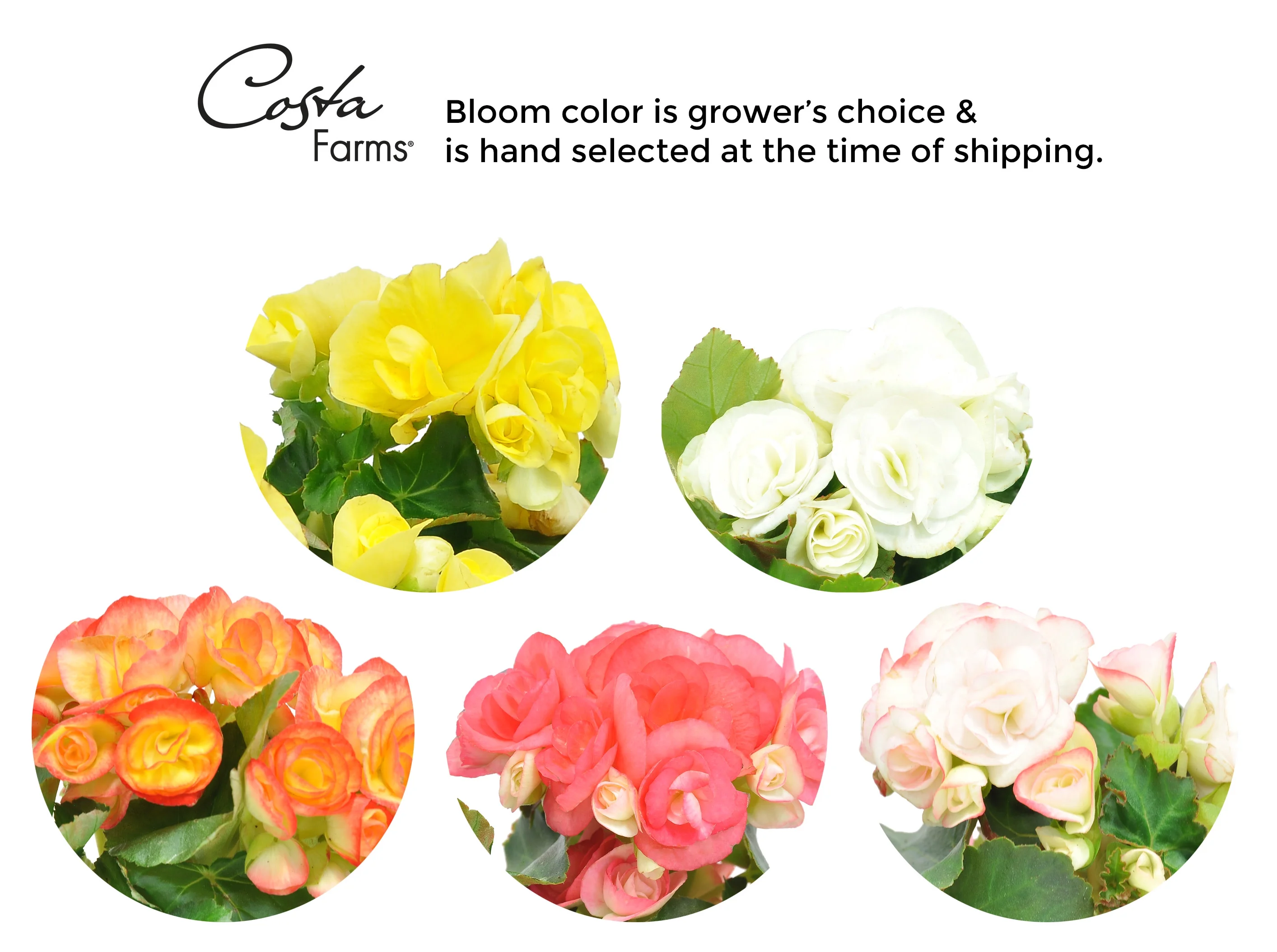 Live Indoor 11in. Tall Assorted Begonia; Bright, Direct Sunlight Plant in 6in. Ceramic Planter