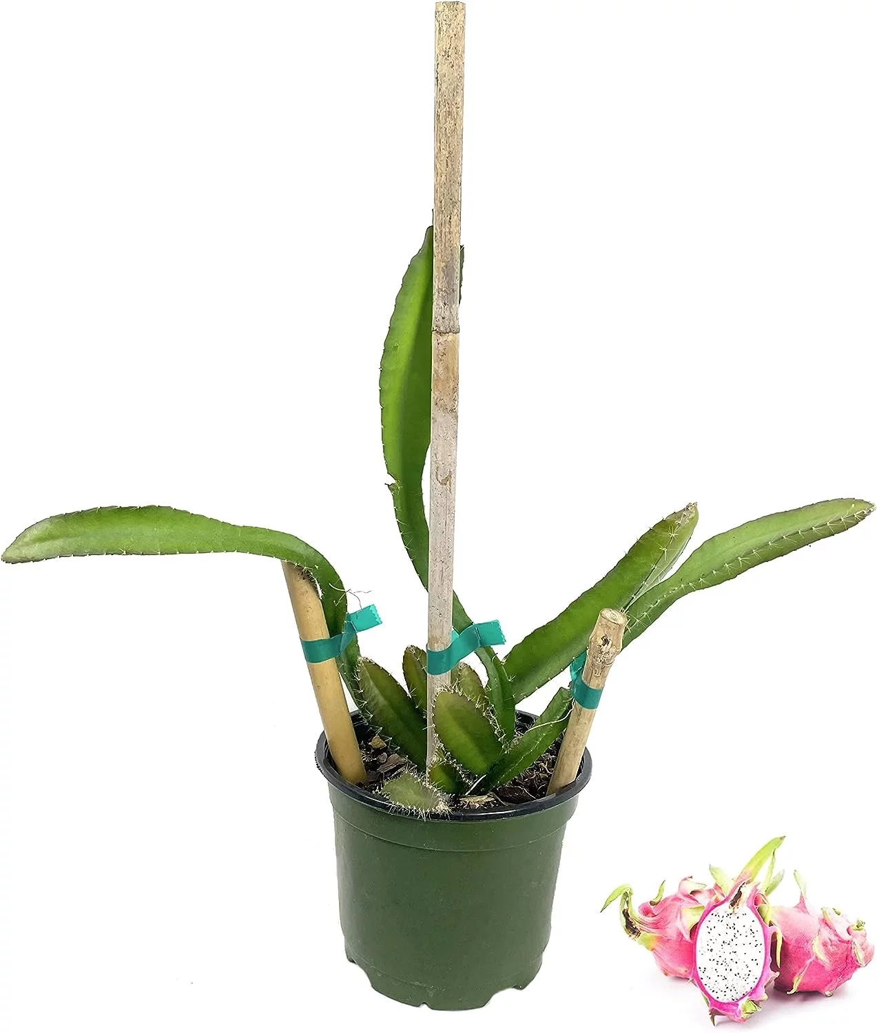 Dragon Fruit Tree - Live Plant in a 6 Inch Pot - Hylocereous Undatus - Edible Tropical Fruit Plant from Florida