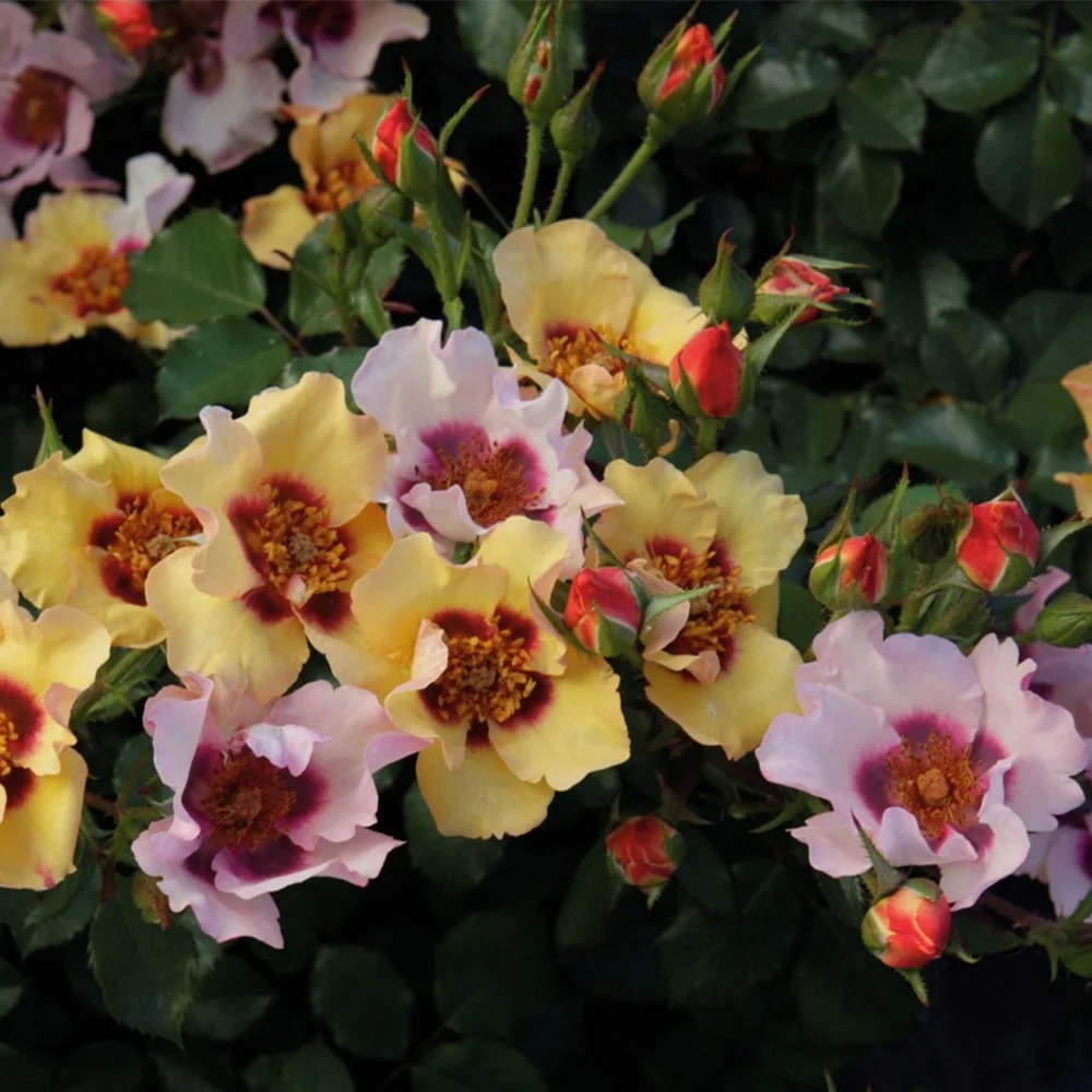 Own-Root One Gallon In Your Eyes™ Shrub Rose by Heirloom Roses