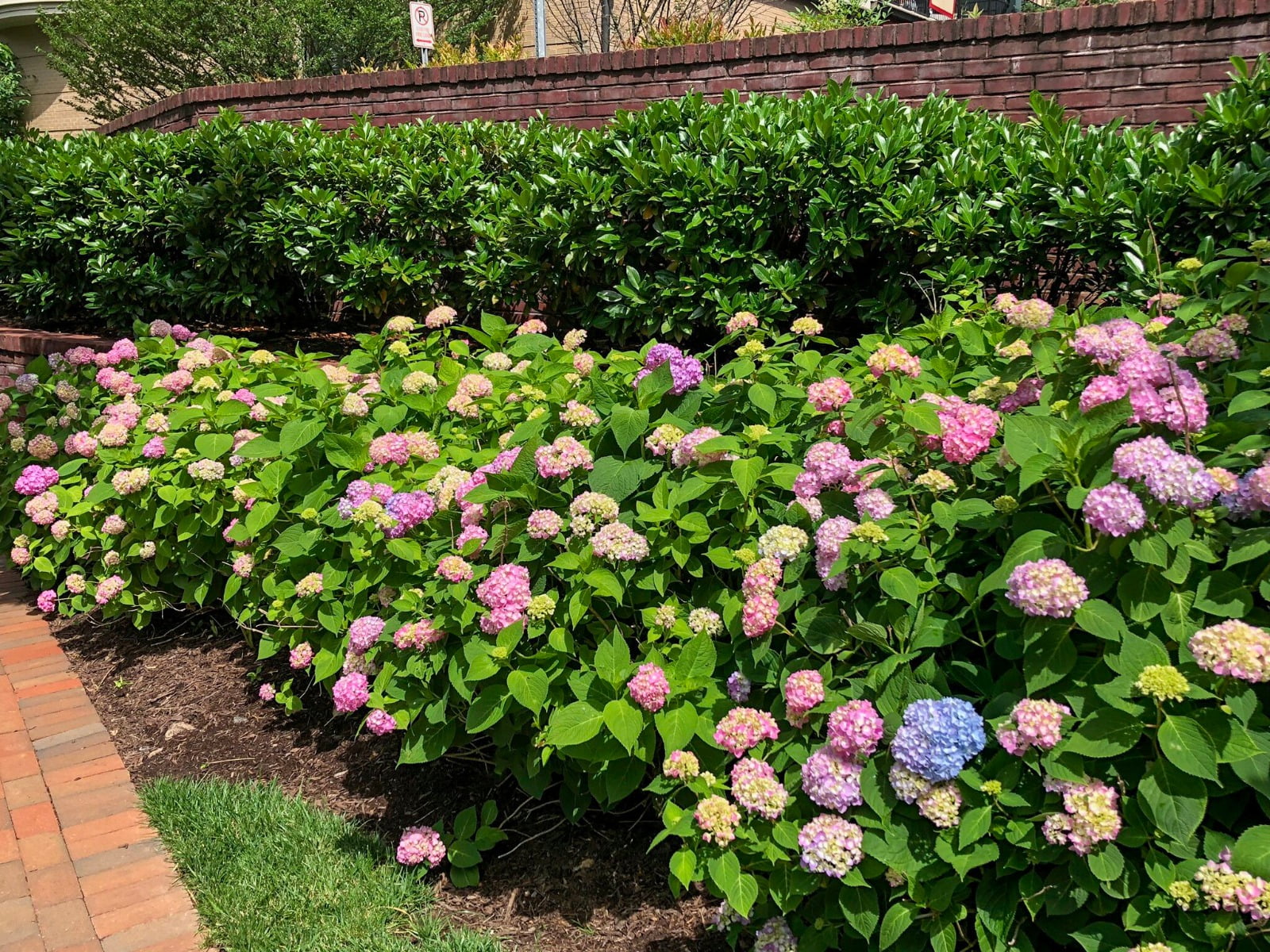 Endless Summer 3G Hydrangea Bloomstruck Flowering Live Plants Full Sun Purple