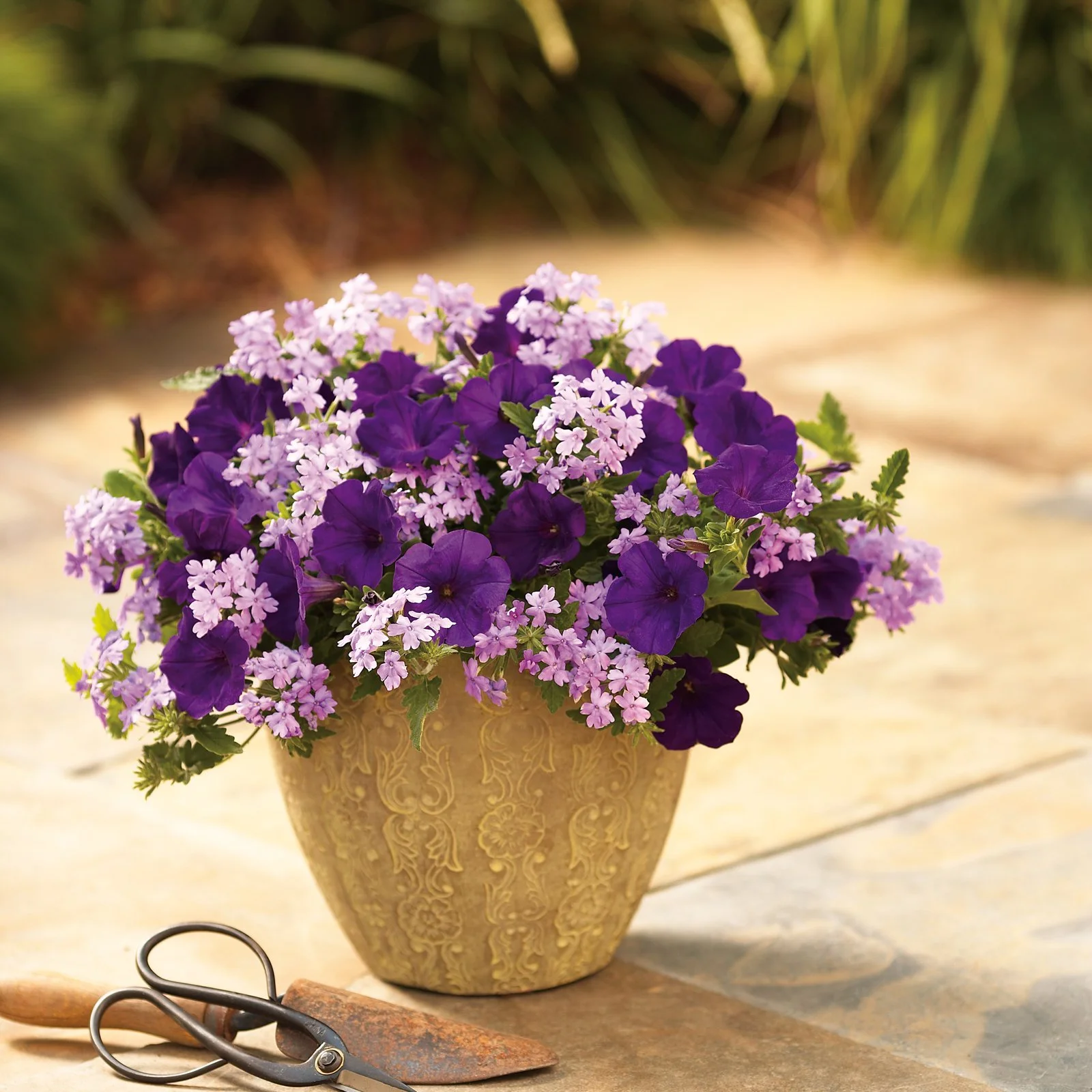 4-Pack, 4.25 in. Grande Supertunia Royal Velvet (Petunia) Live Plants, Purple Flowers