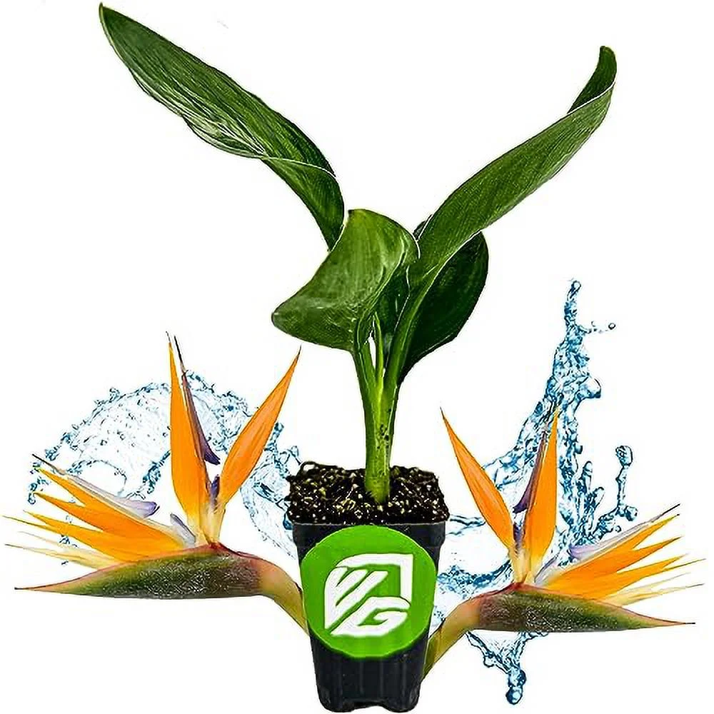Orange Bird of Paradise - Strelitzia Reginae - Live Plant