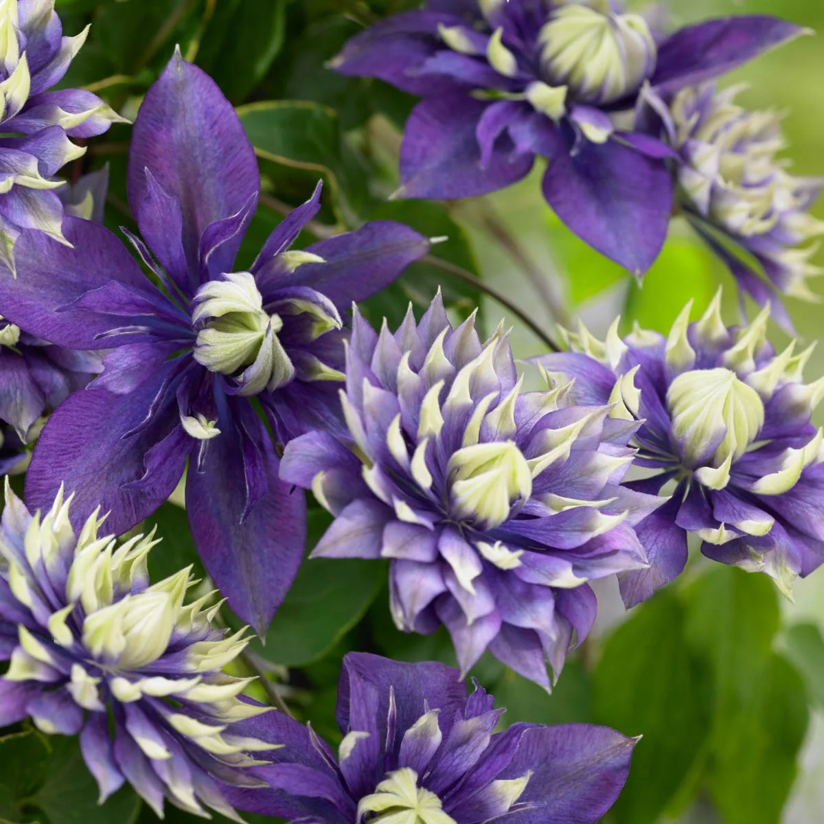 Taiga Clematis Perennial Vine Starter Plant grown in a 4 inch pot (1-Pack)
