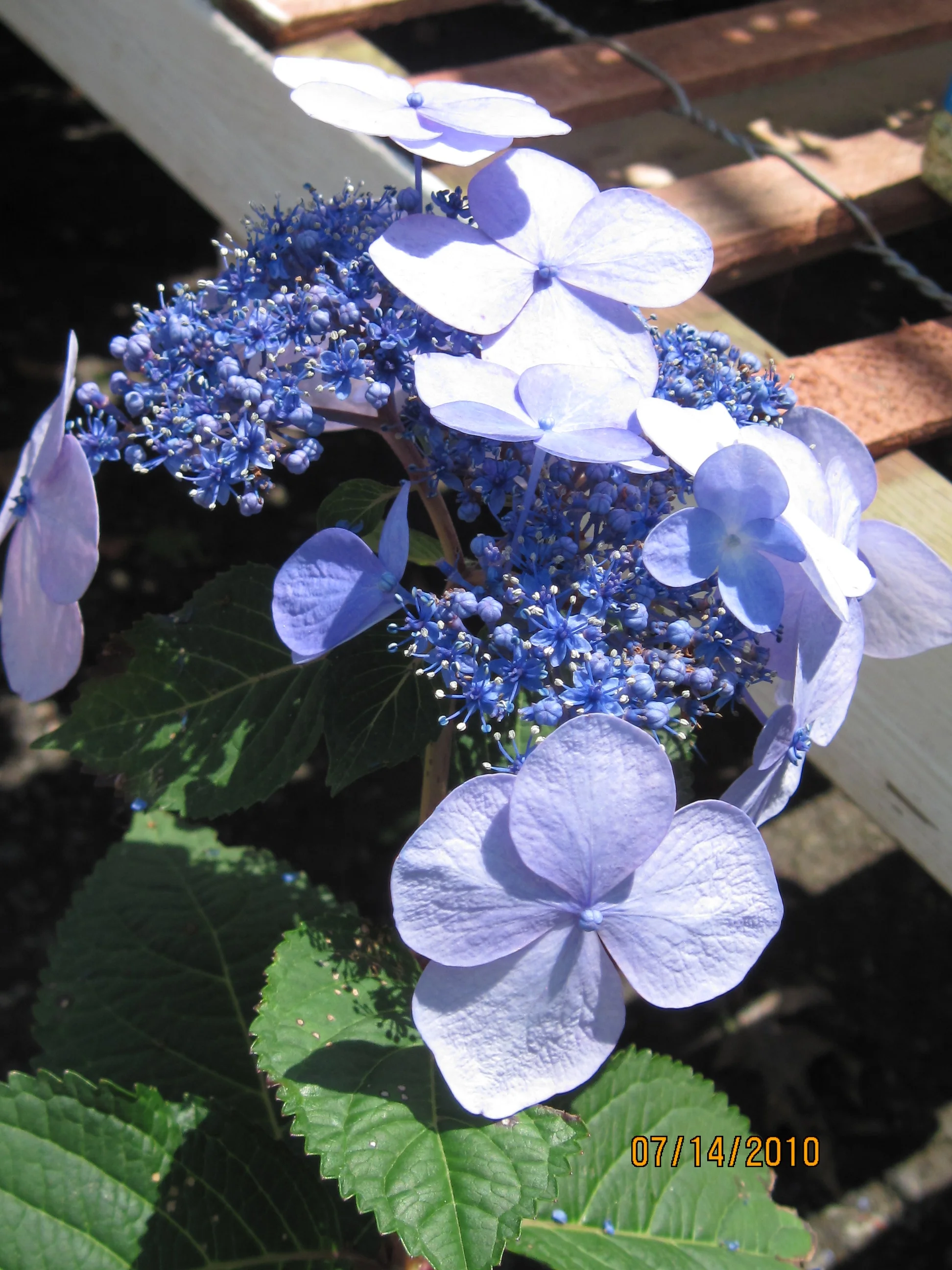 Endless Summer Twist & Shout Hydrangea Shrub Plant, Pink or Blue Blooms, 2.5QT, Partial Sunlight