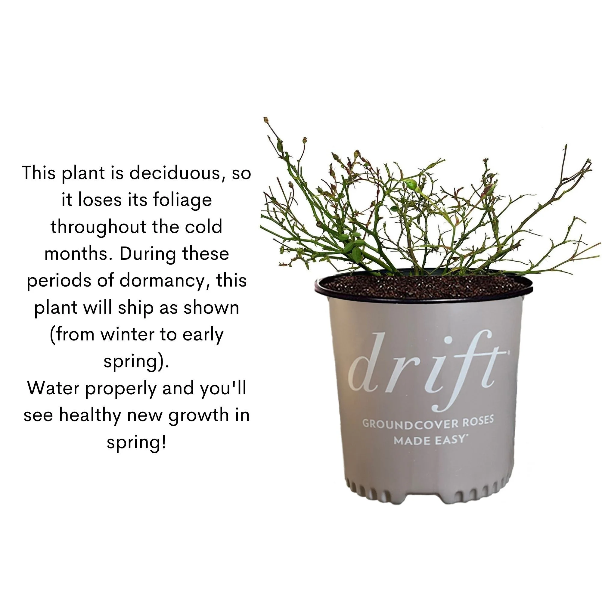 The Peach Drift® Rose Plant with Vibrant Peach Flowers 3 Gallon