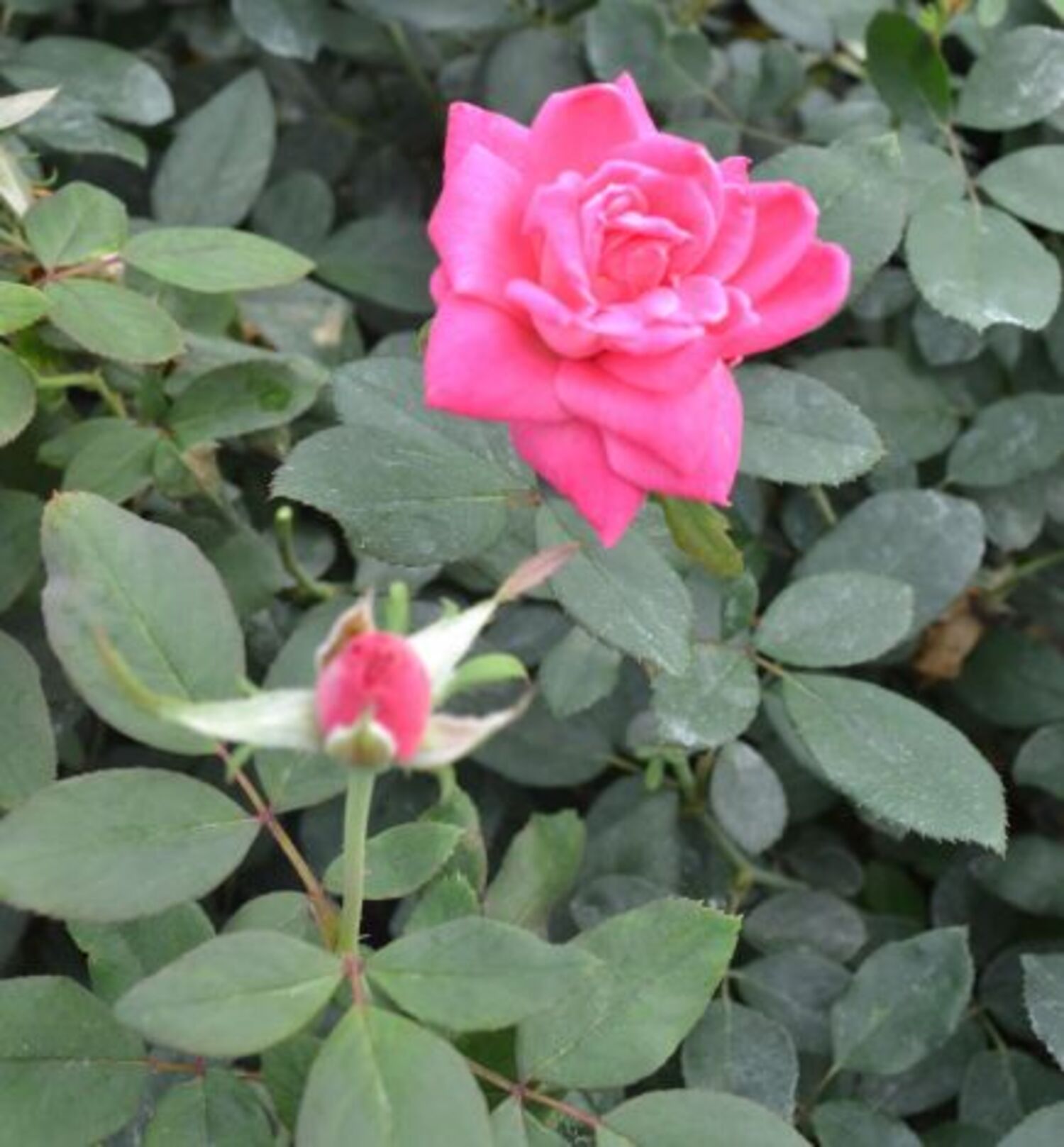 Knock Out 3.25 gal Rose Double Red Patio Trees Live Trees