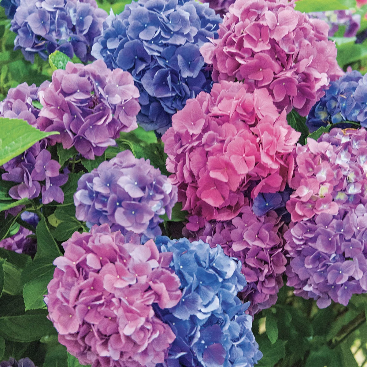 L.A. Dreamin Hydrangea Dormant Bare Root Starter Shrub, 1-Pack