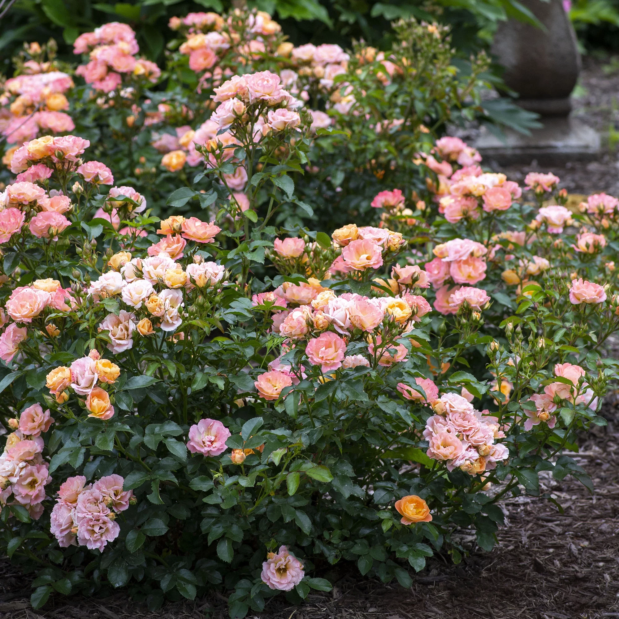 The Peach Drift® Rose Plant with Vibrant Peach Flowers 3 Gallon