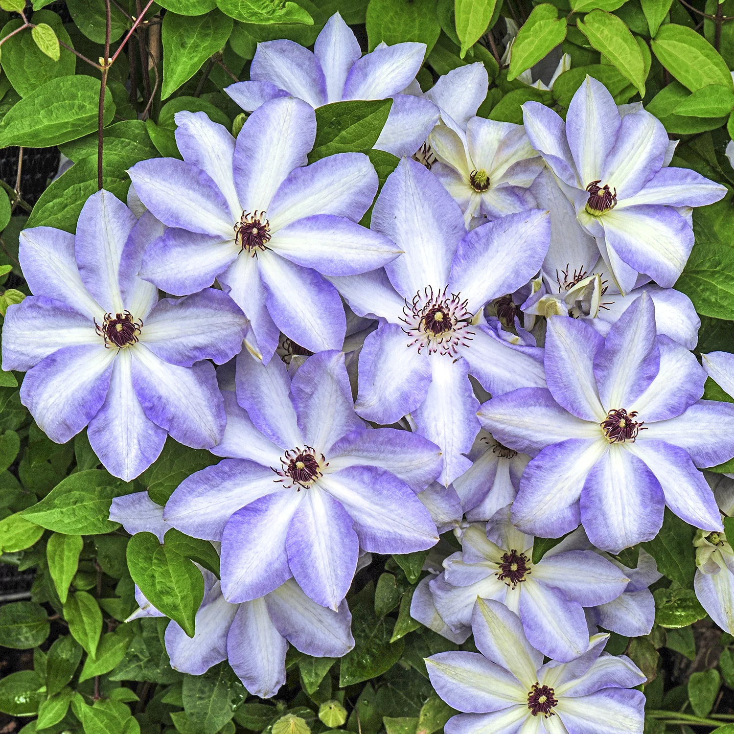 Spring Hill Nurseries White and Blue Flowering Ivan Olsson Clematis Vine, 4-Inch Potted Perennial Plant, 1-Pack