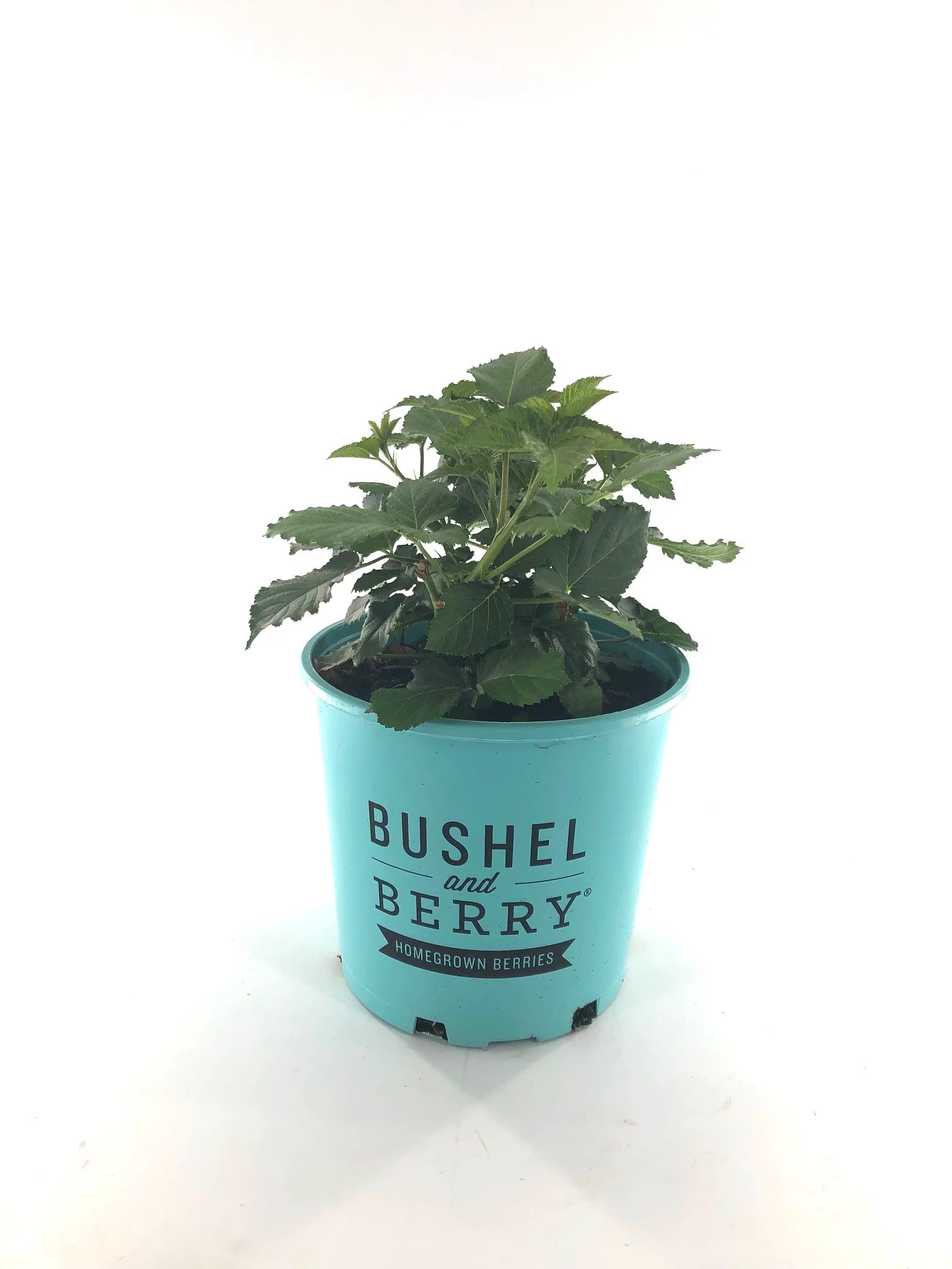 Bushel and Berry 2 gal Blackberry Baby Cakes Live Shrubs