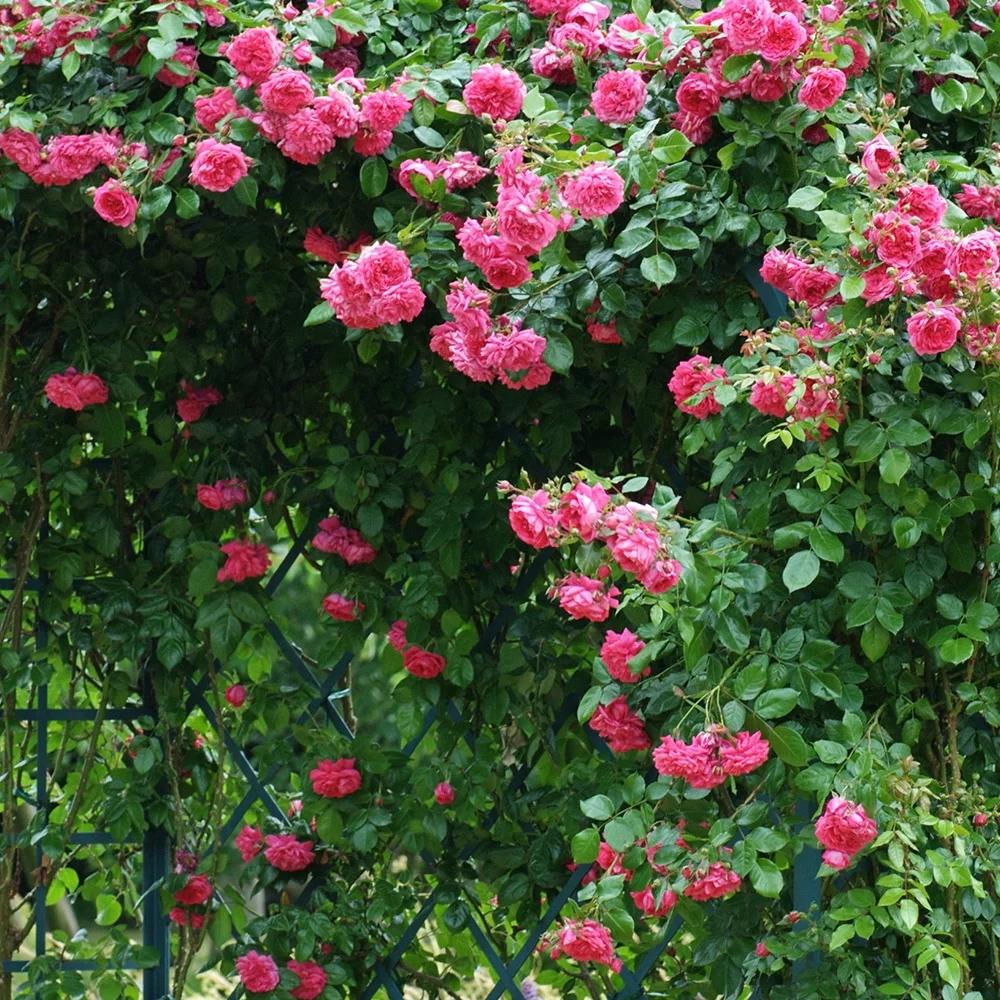 Heirloom Roses Rose Bush - Arborose® Laguna Climbing Roses , Live Rose Plant
