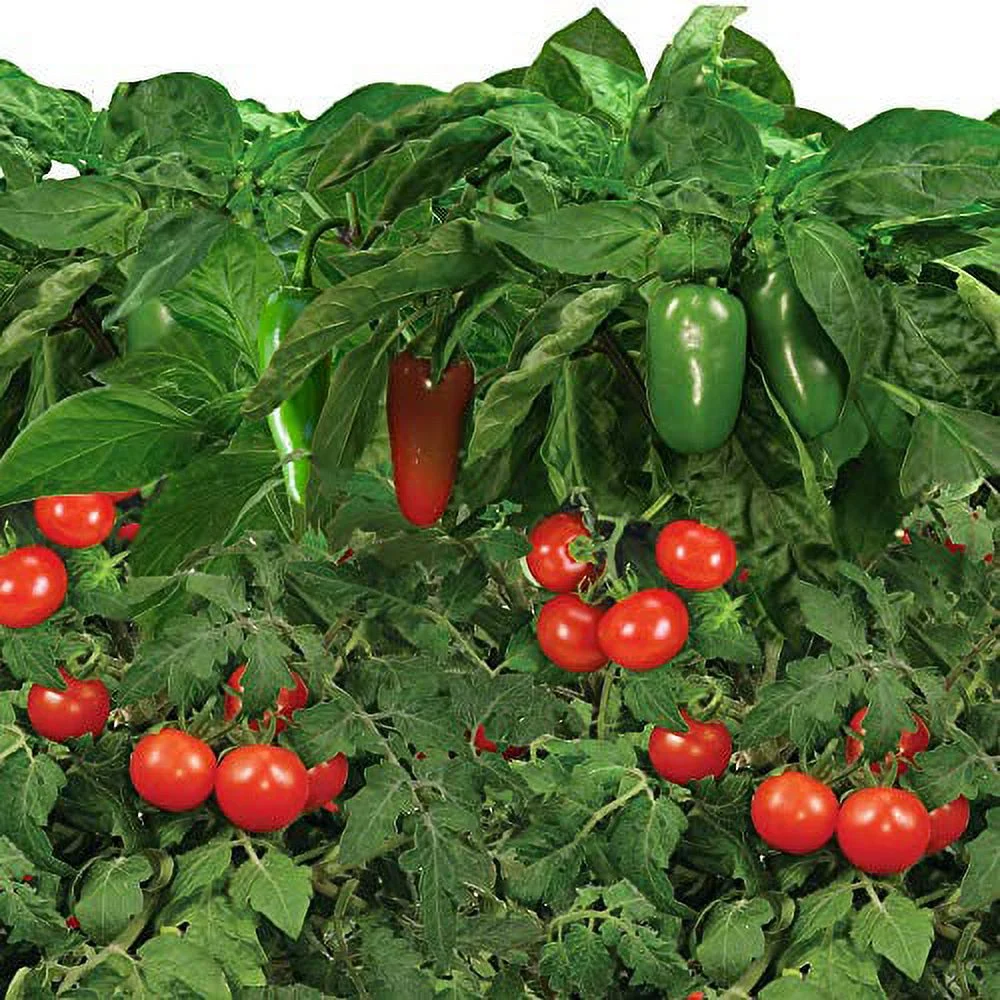 AeroGarden Salsa Garden Seed Pod Kit (9-Pod)