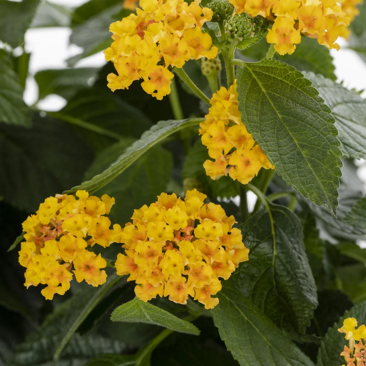 Expert Gardener 2.5QT Lantana Yellow Live Plant (3 Pack) with Grower Pot
