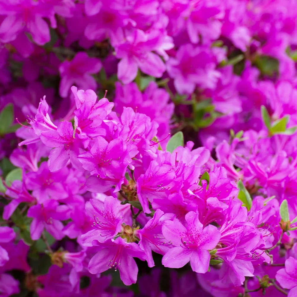 Brighter Blooms - Autumn Royalty Encore Azalea, 1 Gal. - No Shipping To AZ