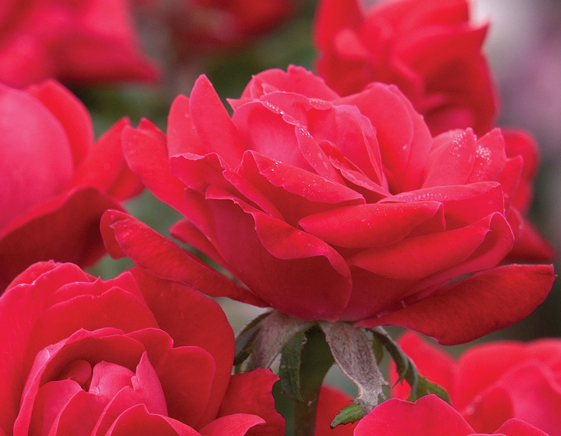 1G Double Knock Out® Rose Red Live Shrubs Full Sun