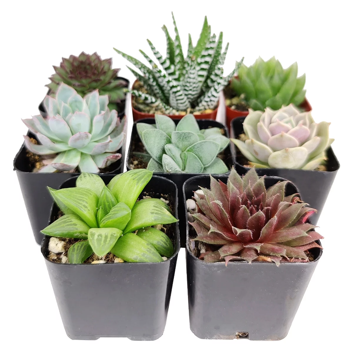 Assorted Collection of Live Succulents Randomly Picked - 9 Succulents