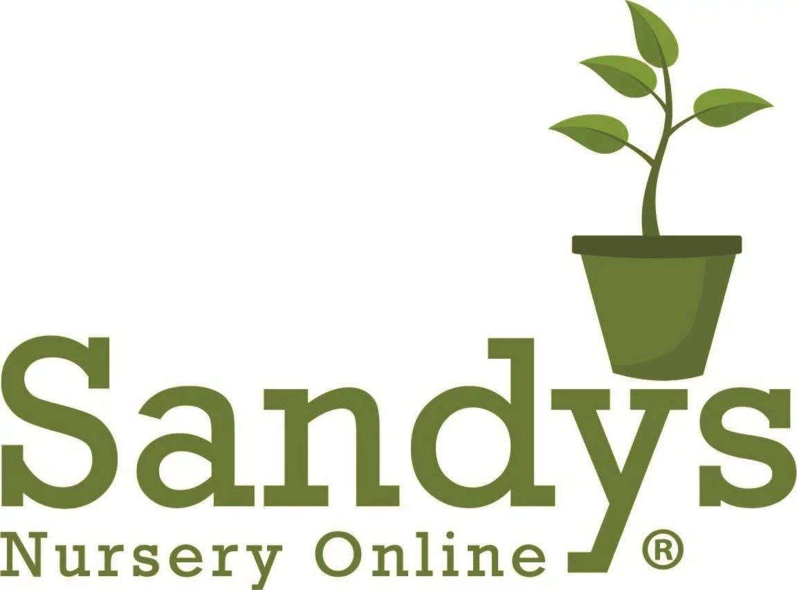 Mandevilla Stars & Stripes Red & White 3 inch pot