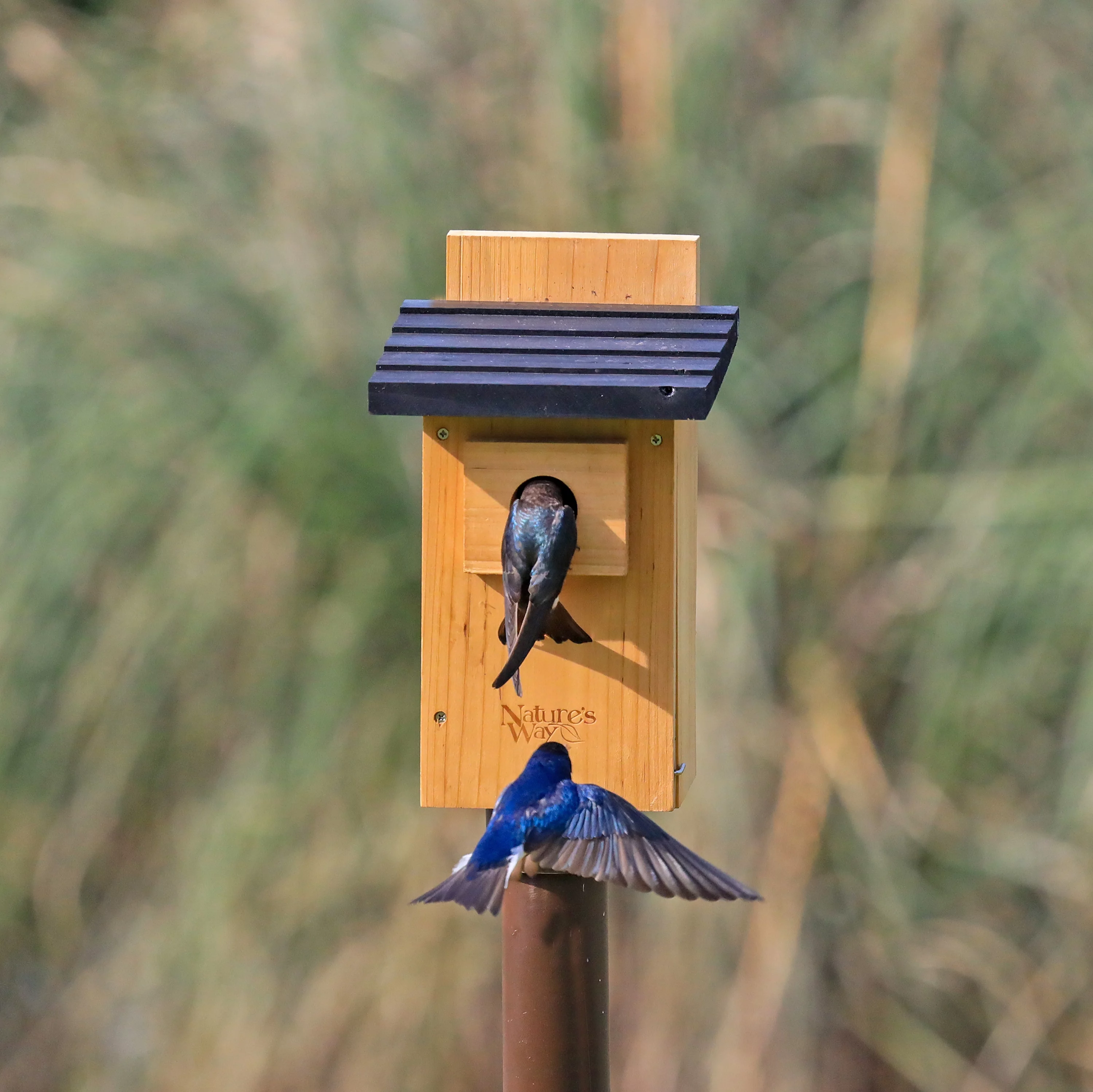 Nature's Way Cedar Bluebird Viewing House, Brown