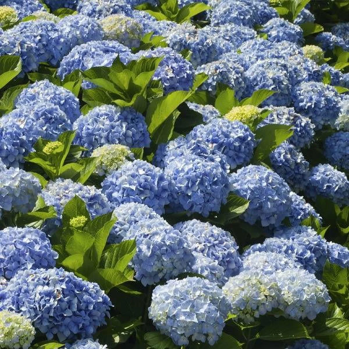 Brighter Blooms - Nikko Blue Hydrangea, 3 gal. - No Shipping To AZ
