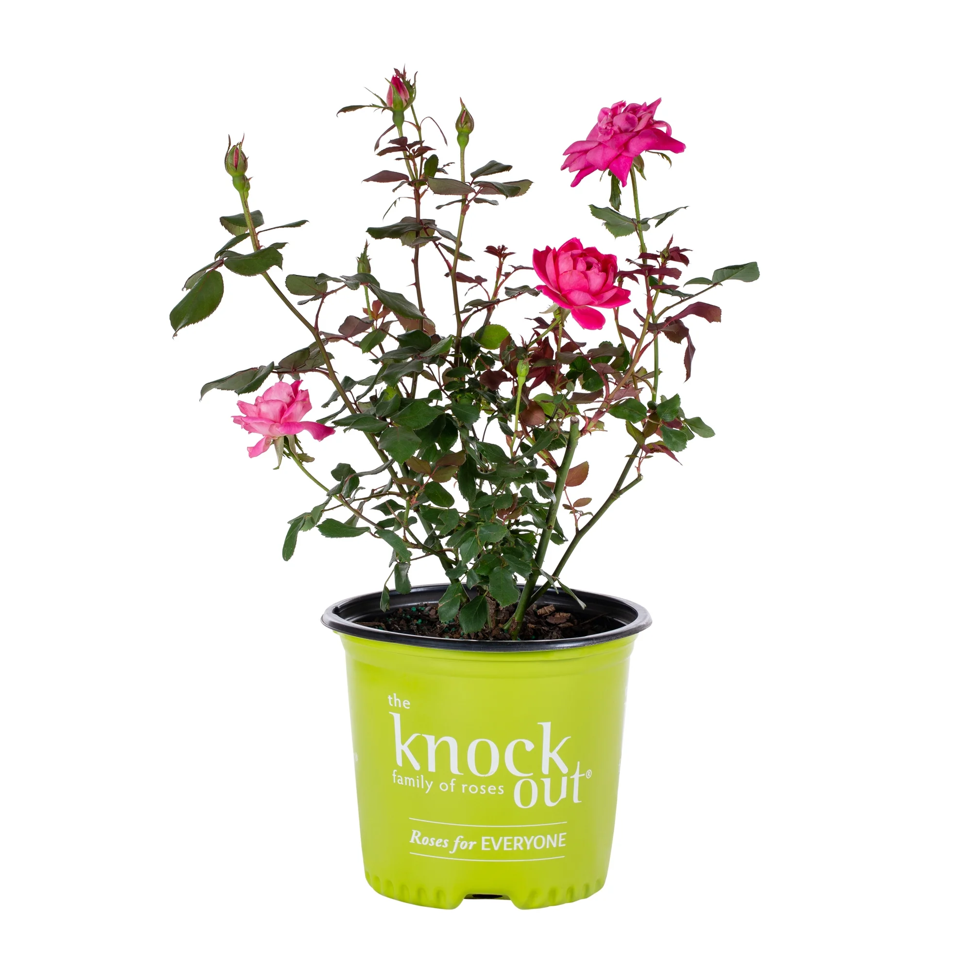 Knockout 1Gal Pink Rose Live Shrub Grower Pot Sun
