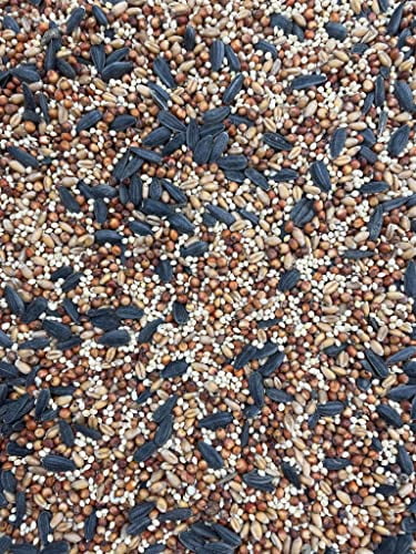 Corn Free Special Mix Wild Bird Seed (40 Lb Bag)