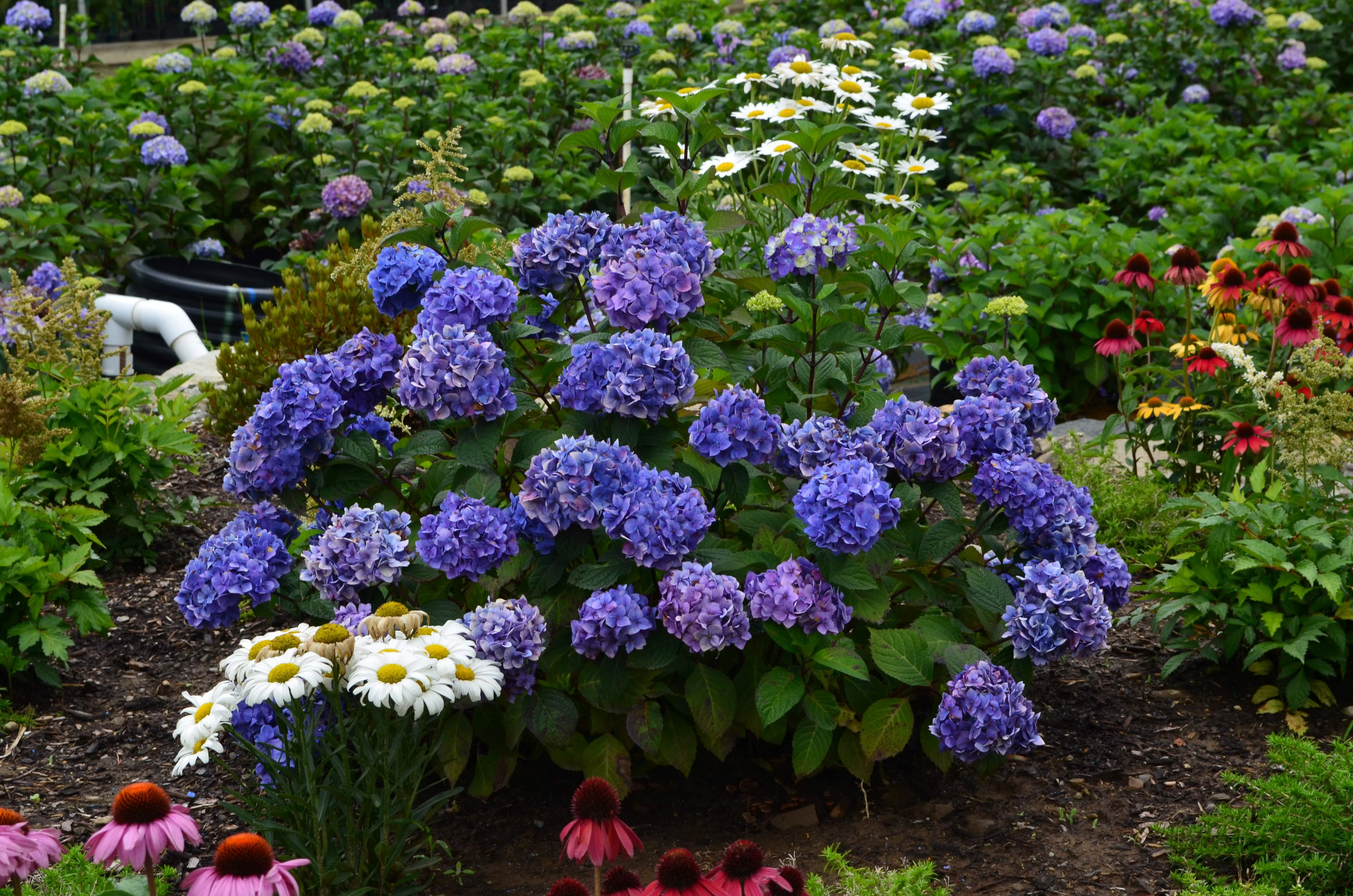 Endless Summer 1.0 GL Filtered Sun Flowering Shrub Hydrangea Endless Pop Star Live Plant