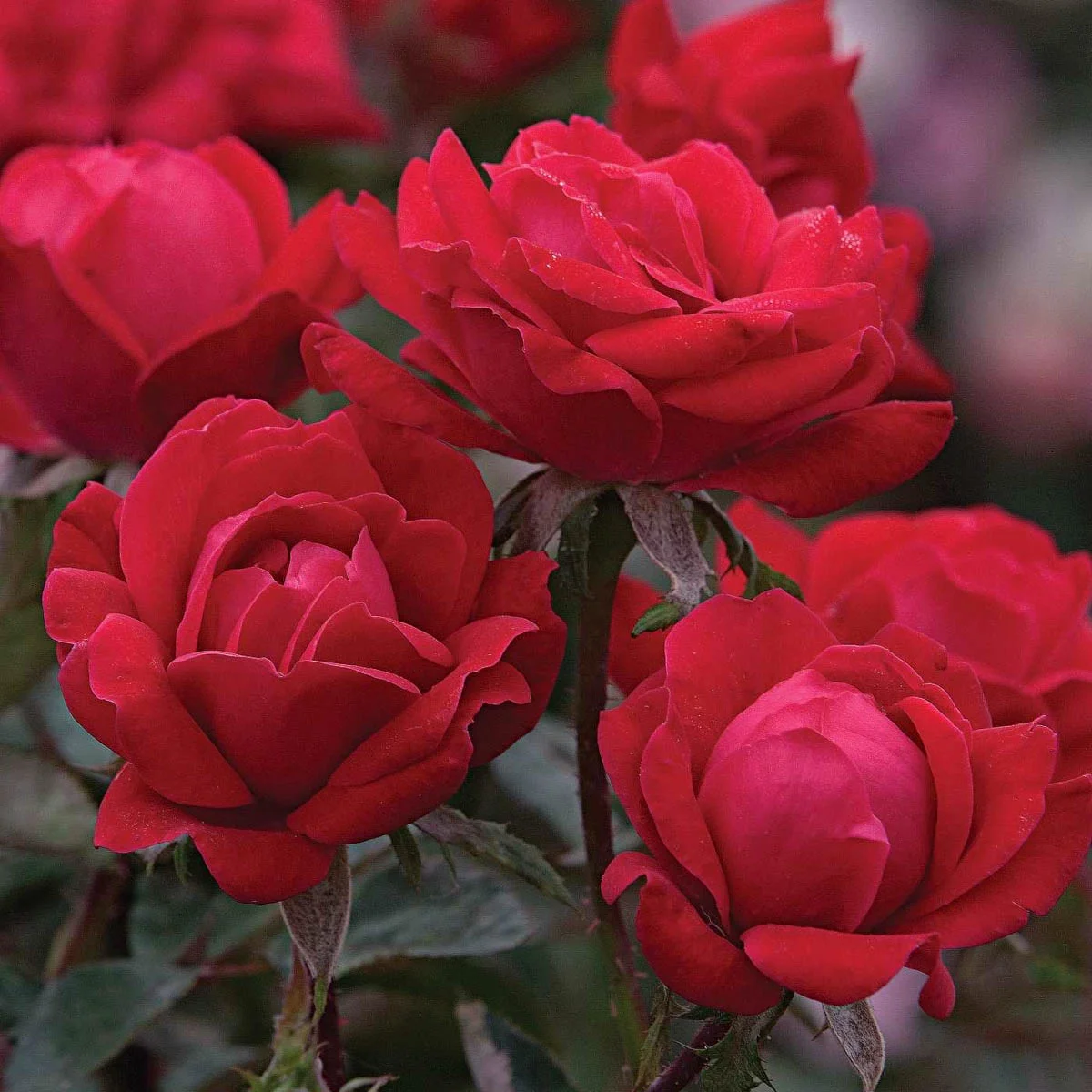 Red Double Knockout Dormant Bare Root Landscape Shrub Rose, 1-Pack