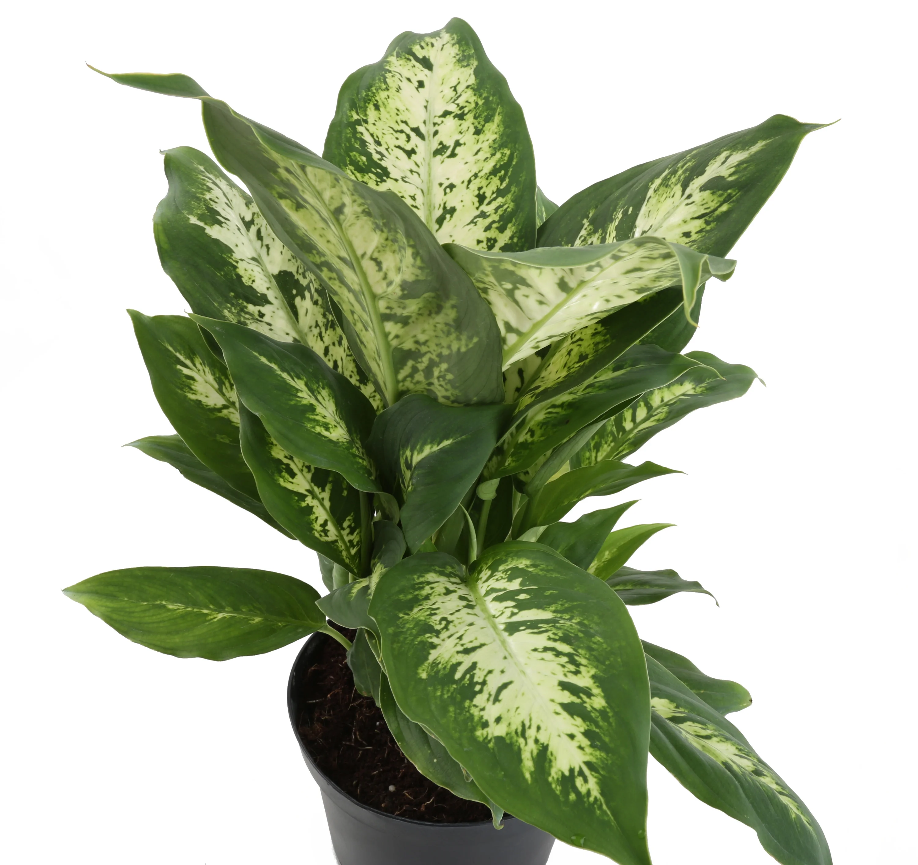 24in. Tall Dieffenbachia; Indirect Sunlight Plant in 9.25in. White Pot